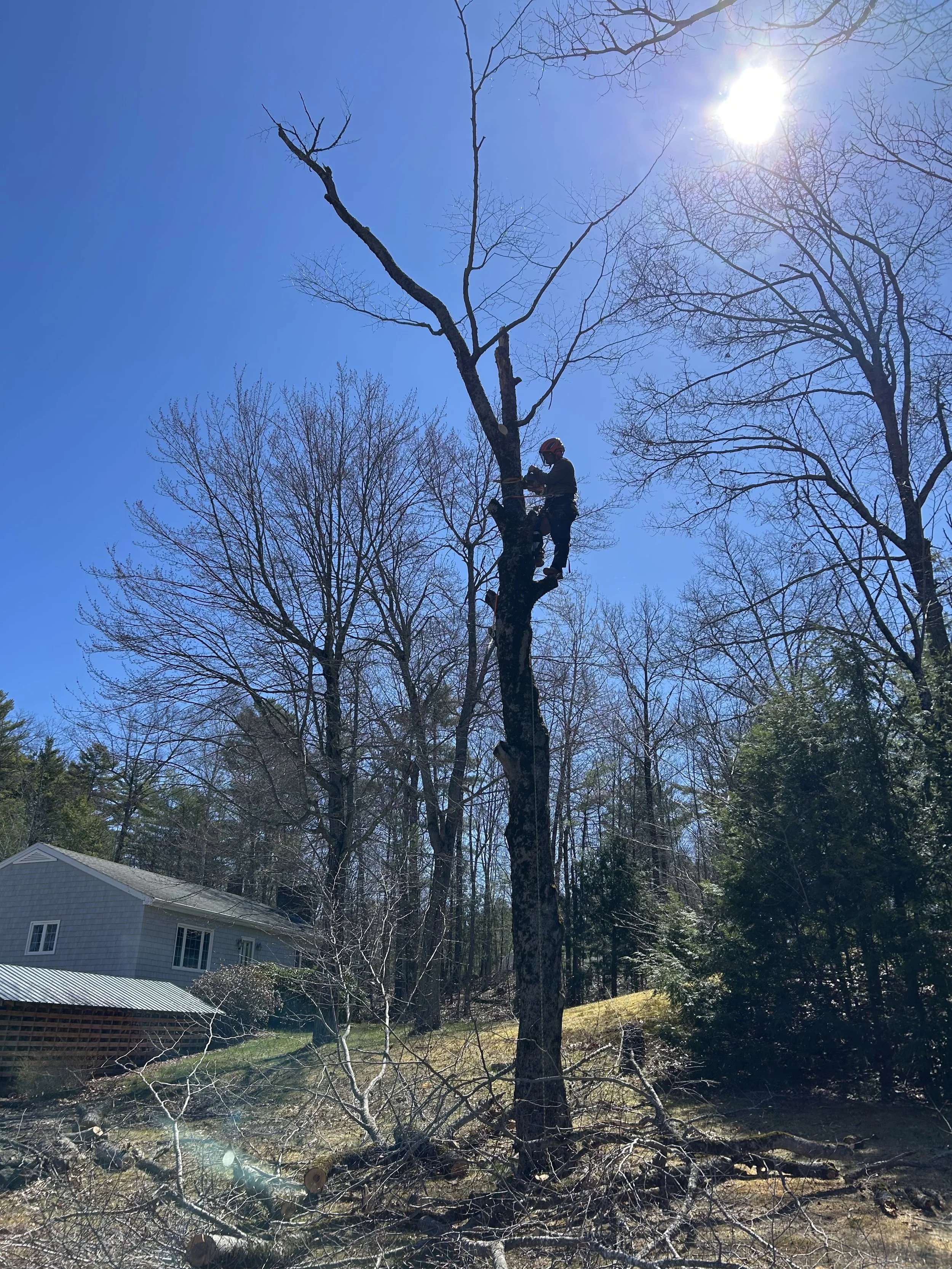 A man wearing a safety helmet and gloves climbing a tall tree, holding a chainsaw, with other trees and a house roof in the background on a sunny day.
