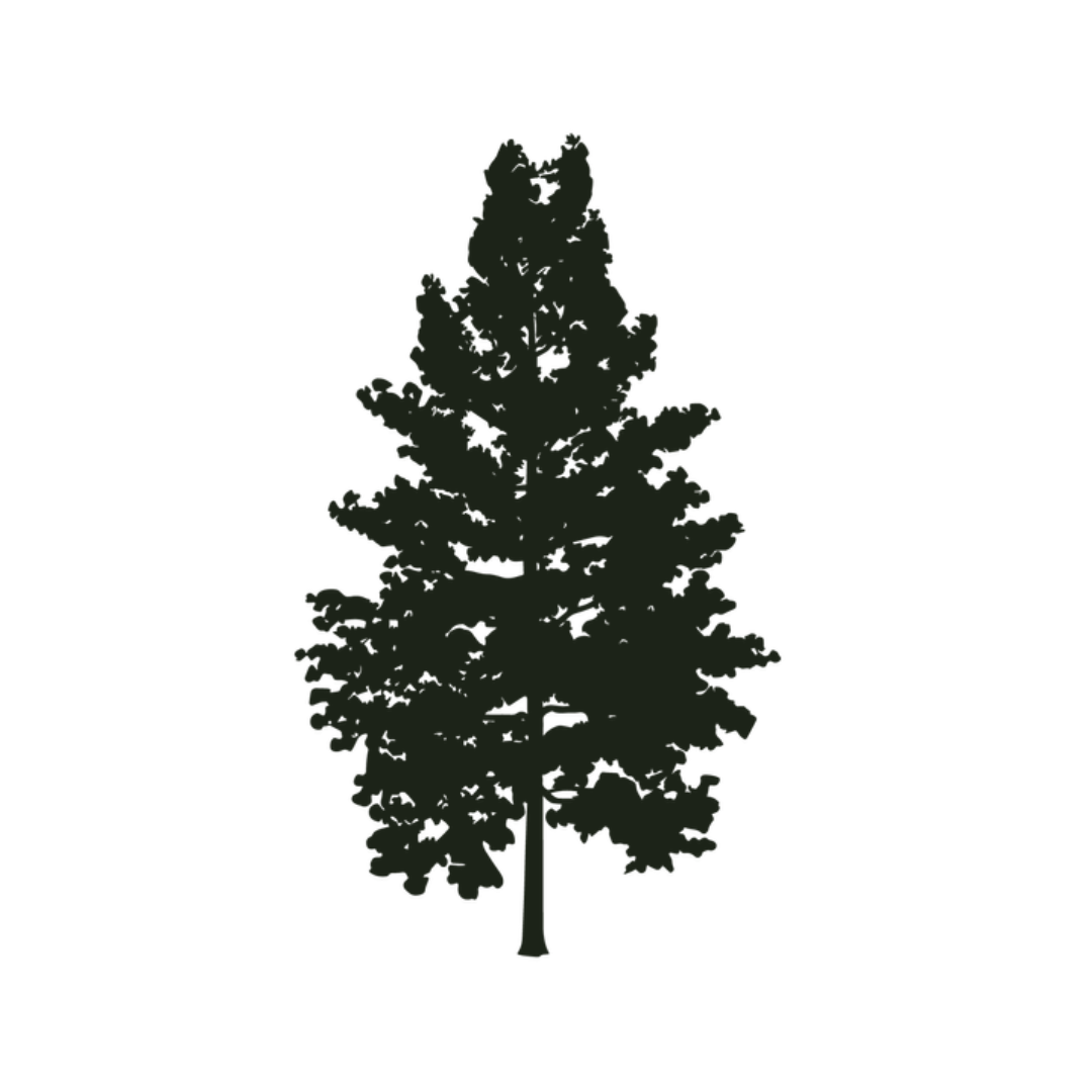 Silhouette of a tall pine tree with multiple branches and dense foliage.