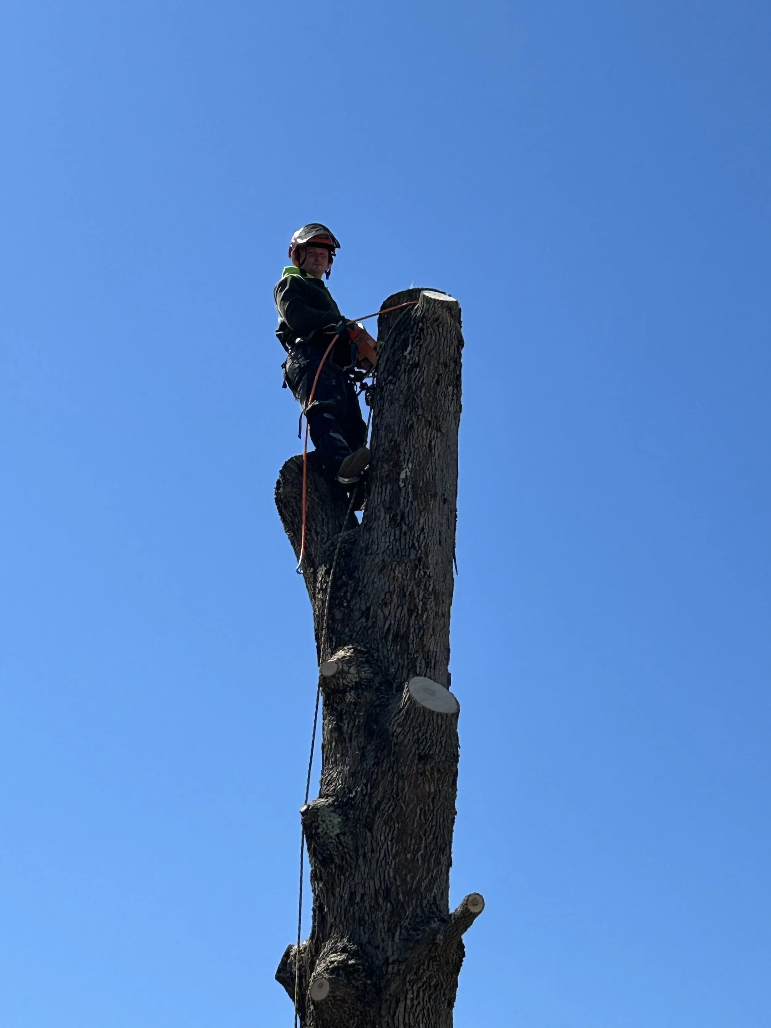 A person wearing a helmet and harness climbing a tall tree against a clear blue sky.