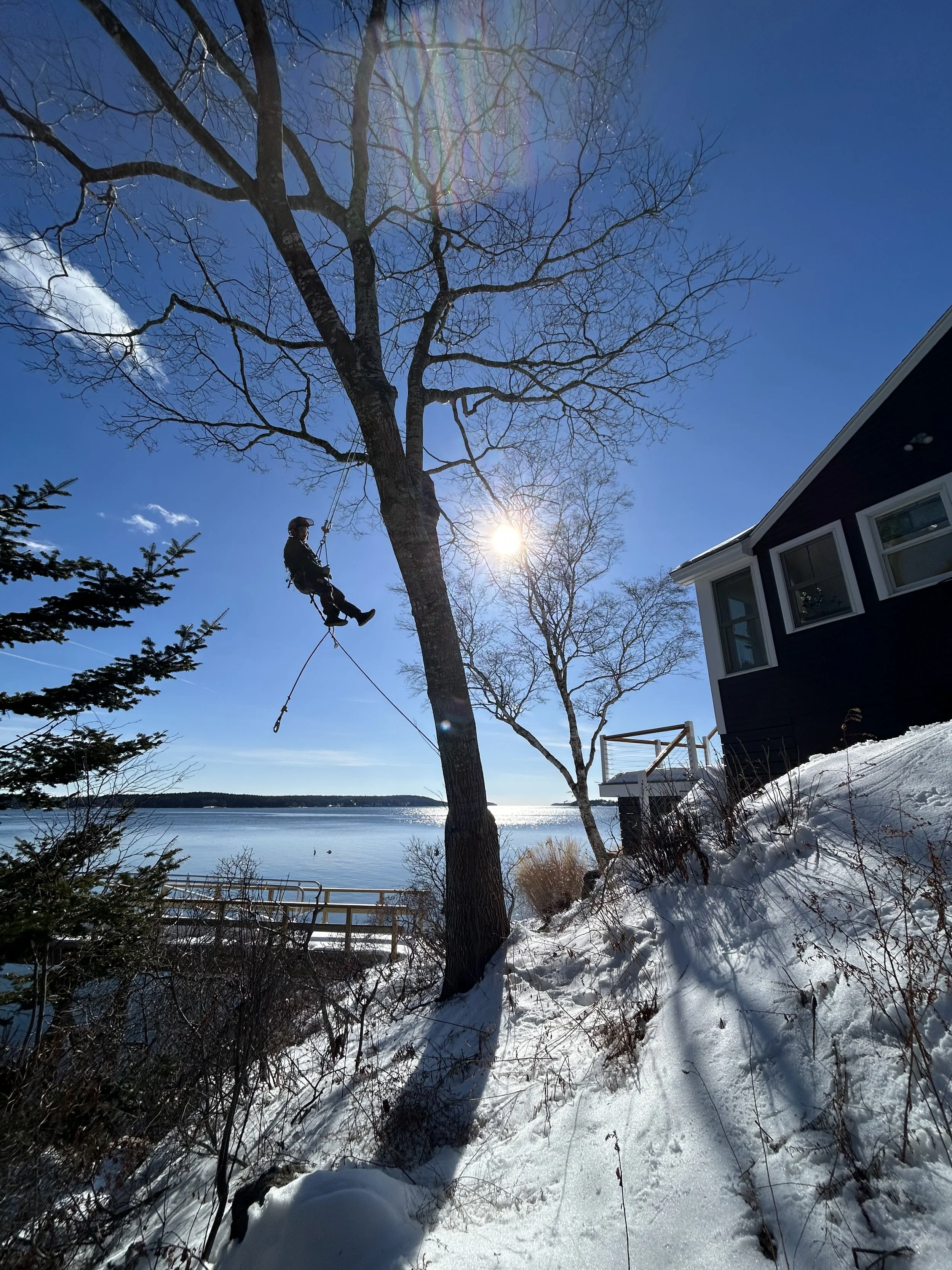 A person sitting on a tree branch while wearing a helmet and harness, high in a large, leafless tree near a snowy lakeshore with houses nearby, under a clear blue sky with the sun shining.