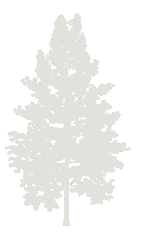 Silhouette of a pine tree with a black background.