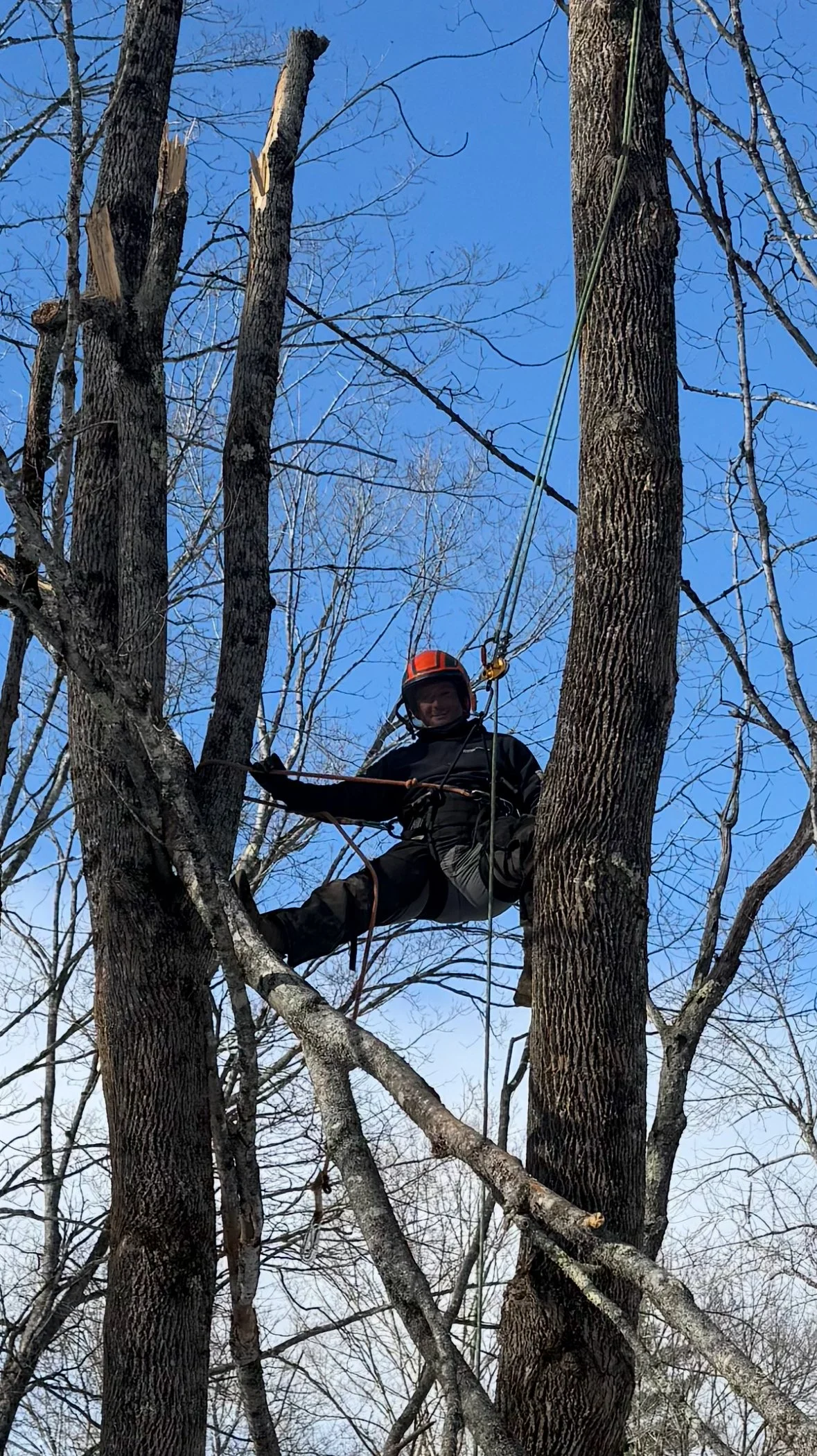 A person wearing a helmet and climbing gear is sitting in a tree, surrounded by branches and multiple tree trunks, with a blue sky in the background.