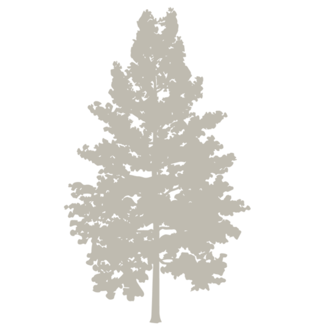 Silhouette of a tall pine tree with dense foliage.