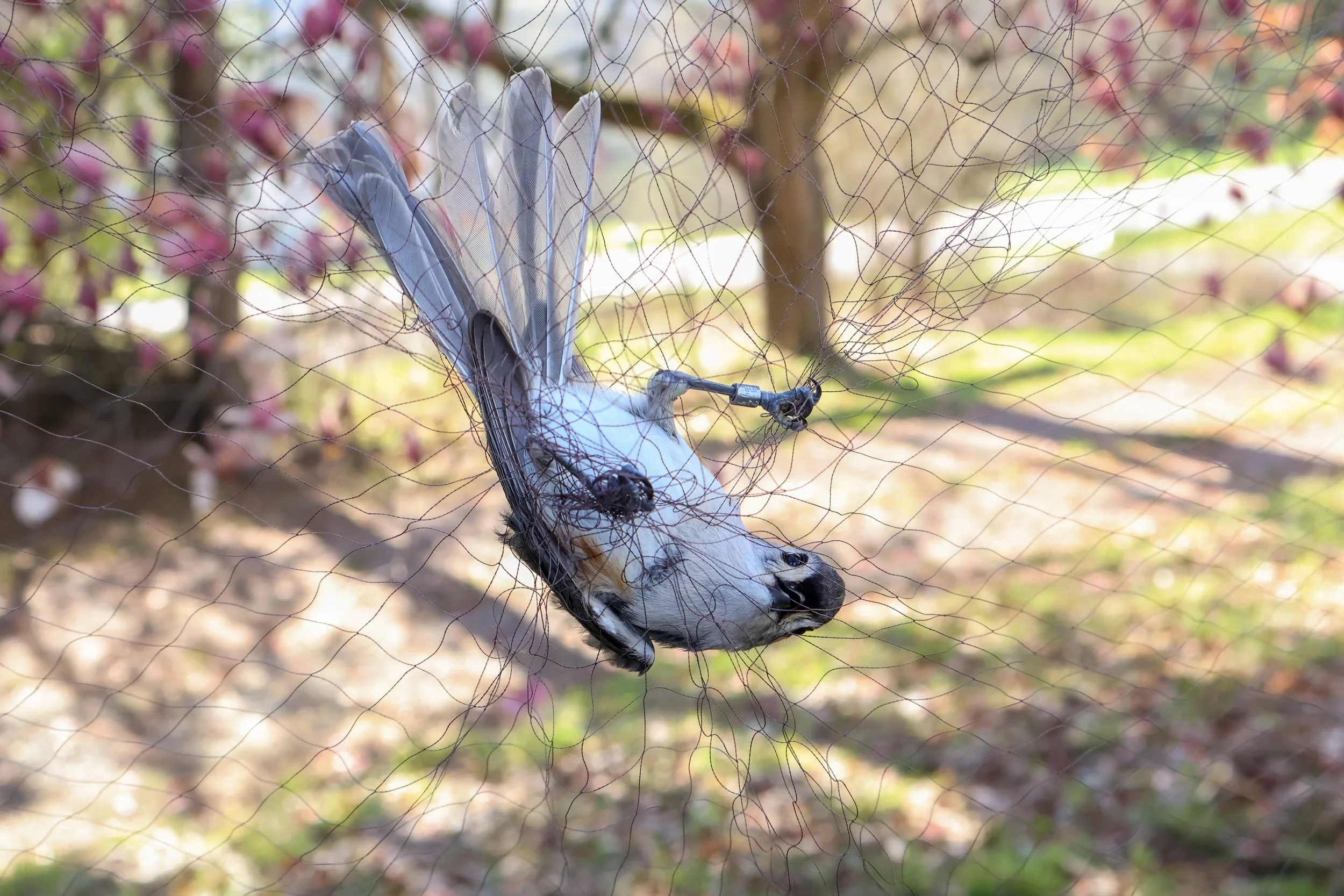 tufted titmouse in banding net.JPG