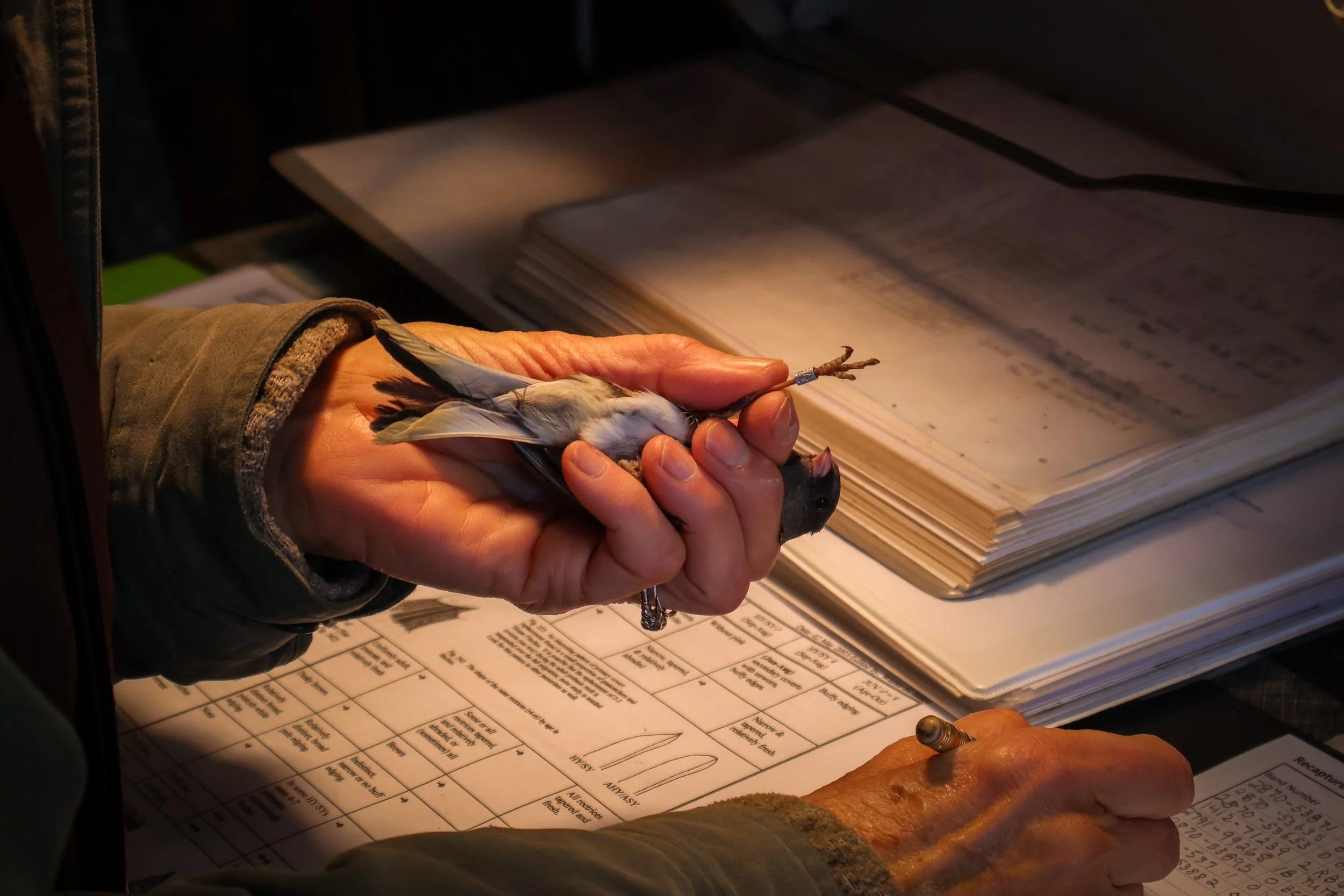 dark eyed junco being banded.JPG