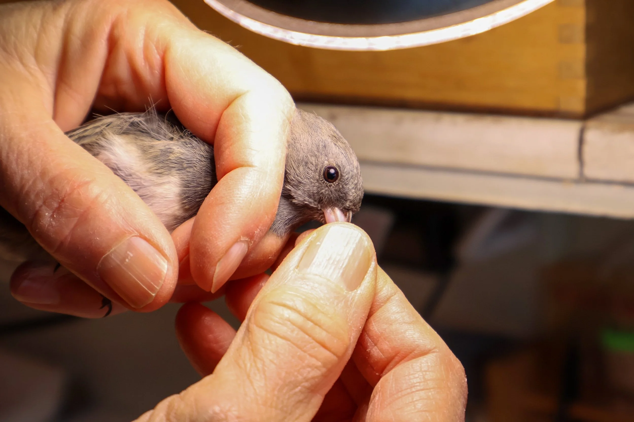 dark eyed junco eye.JPG