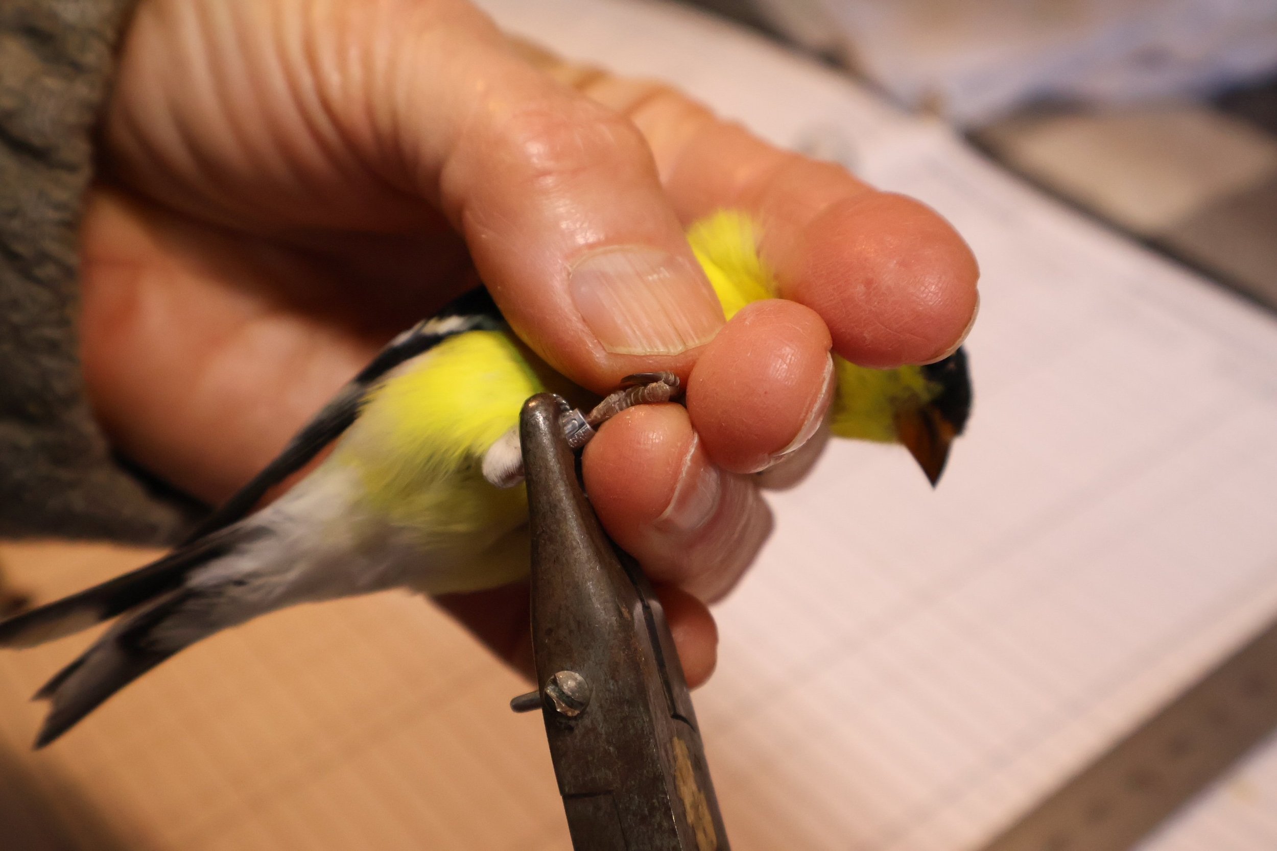 goldfinch being banded.JPG