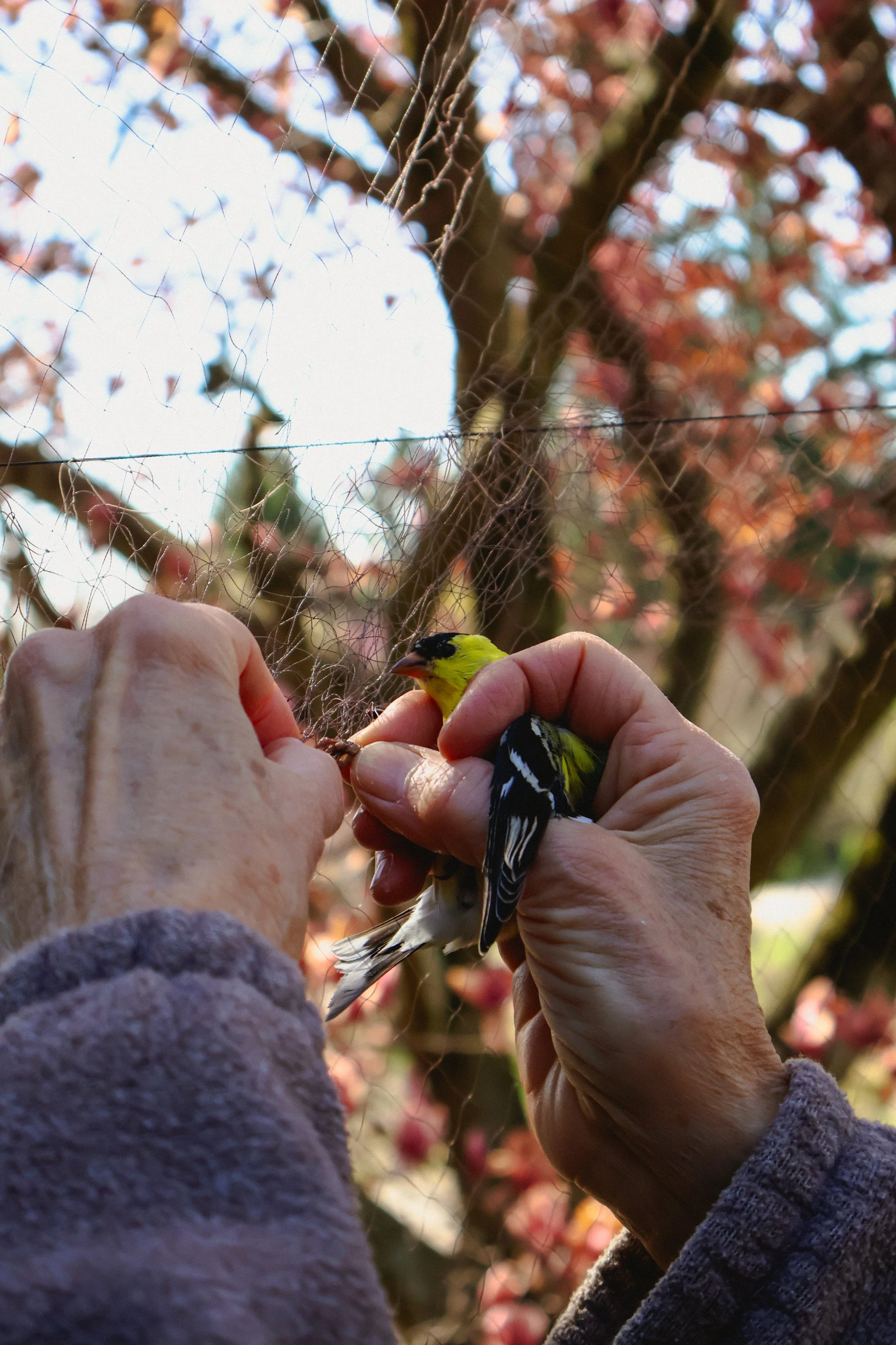 retrieving goldfinch from net.JPG