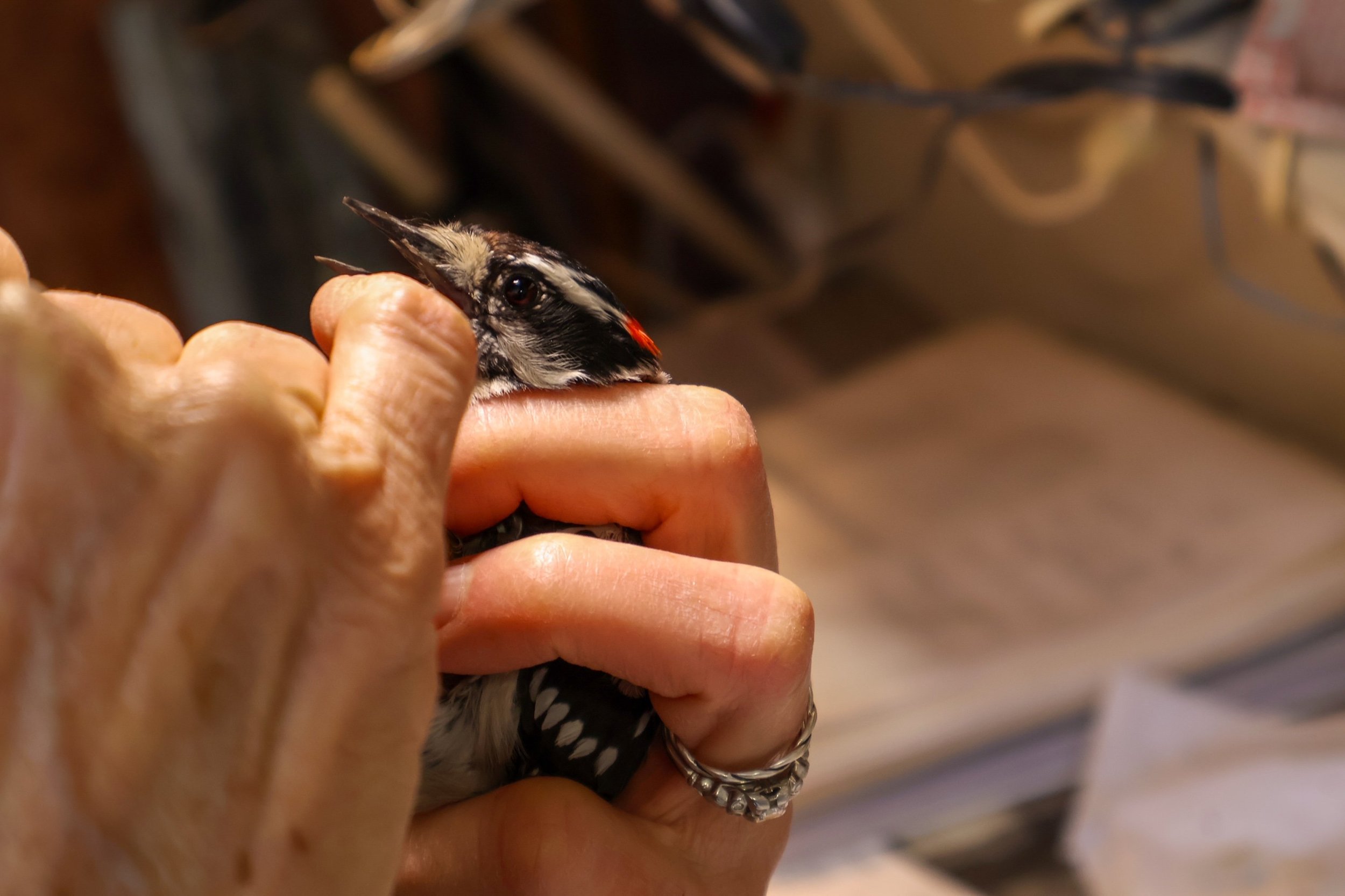 male downy woodpecker.JPG