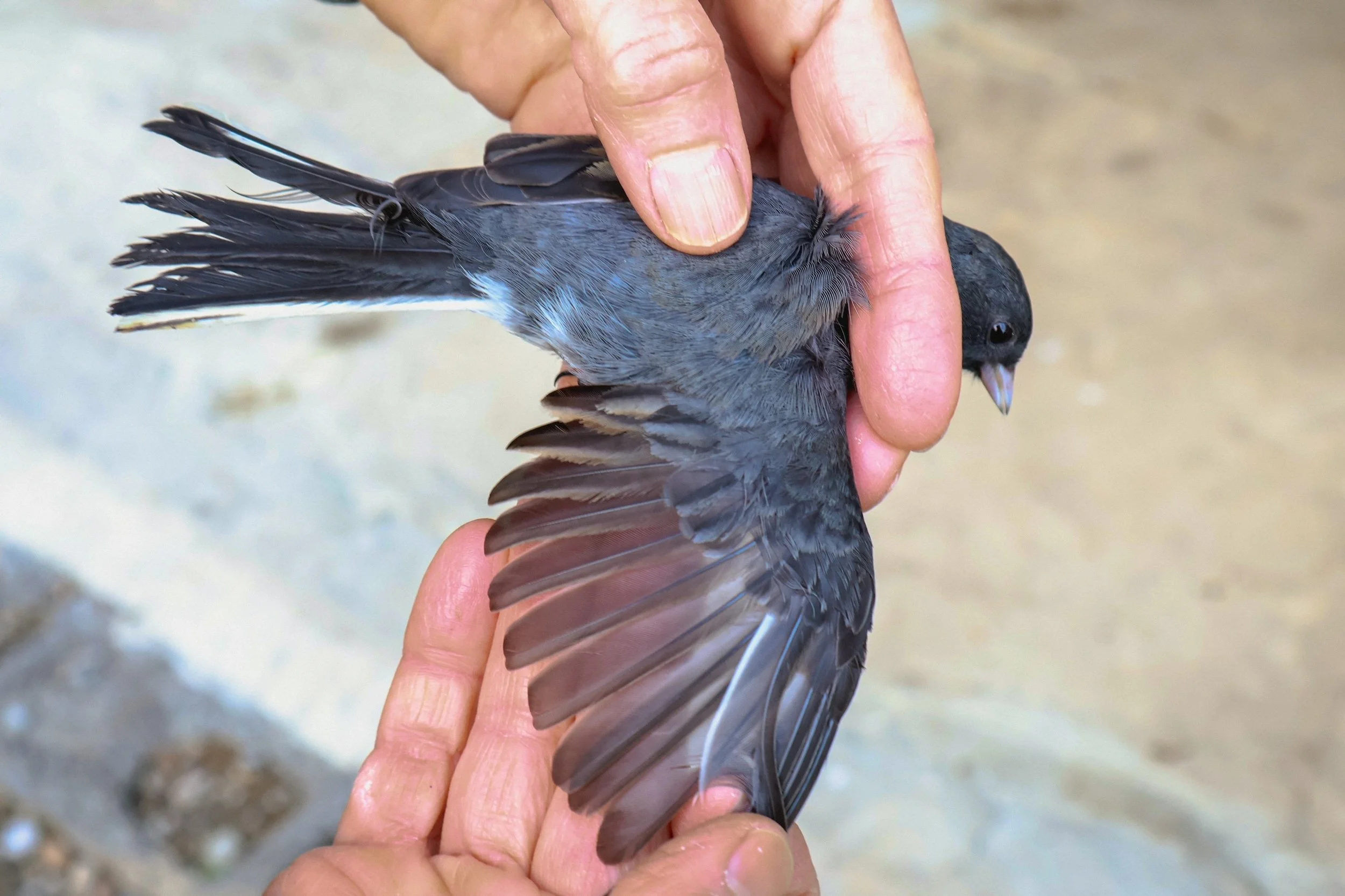 dark eyed junco wing.JPG