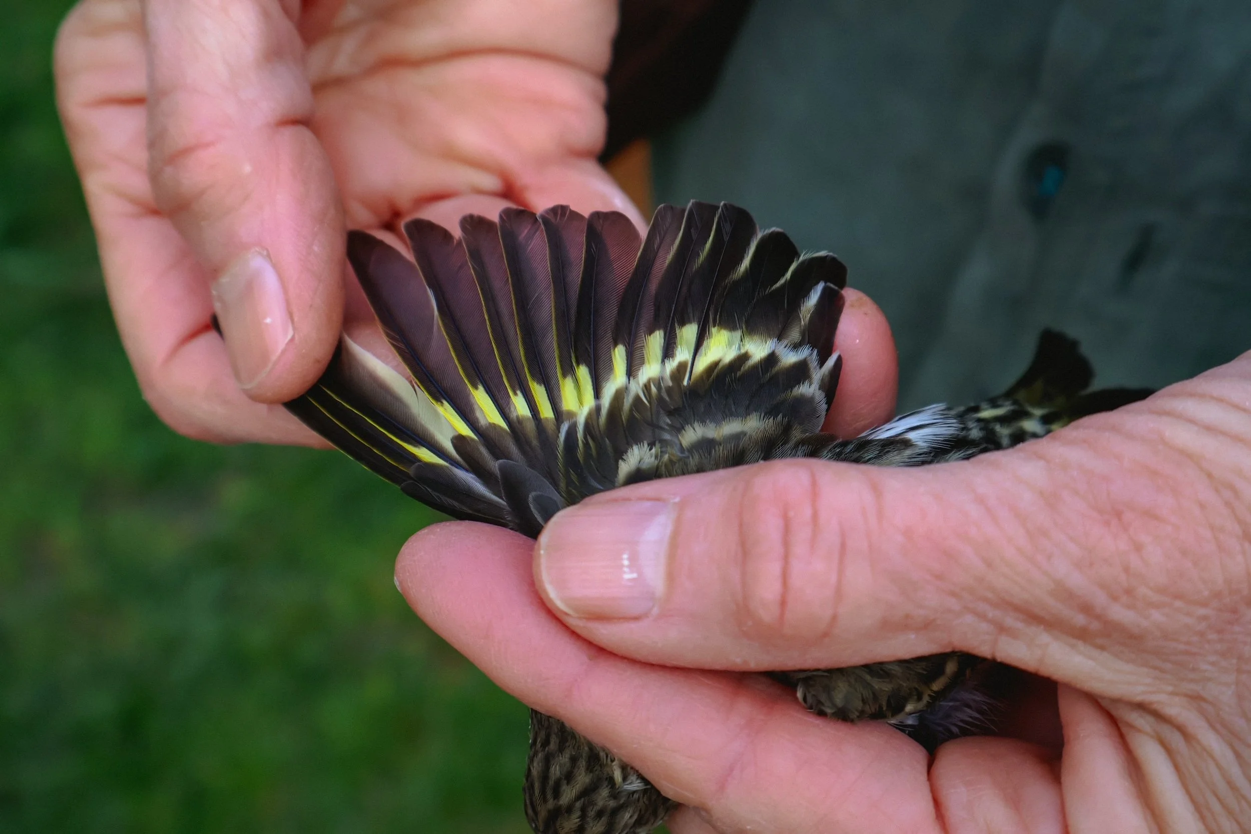 pine siskin wing.JPG