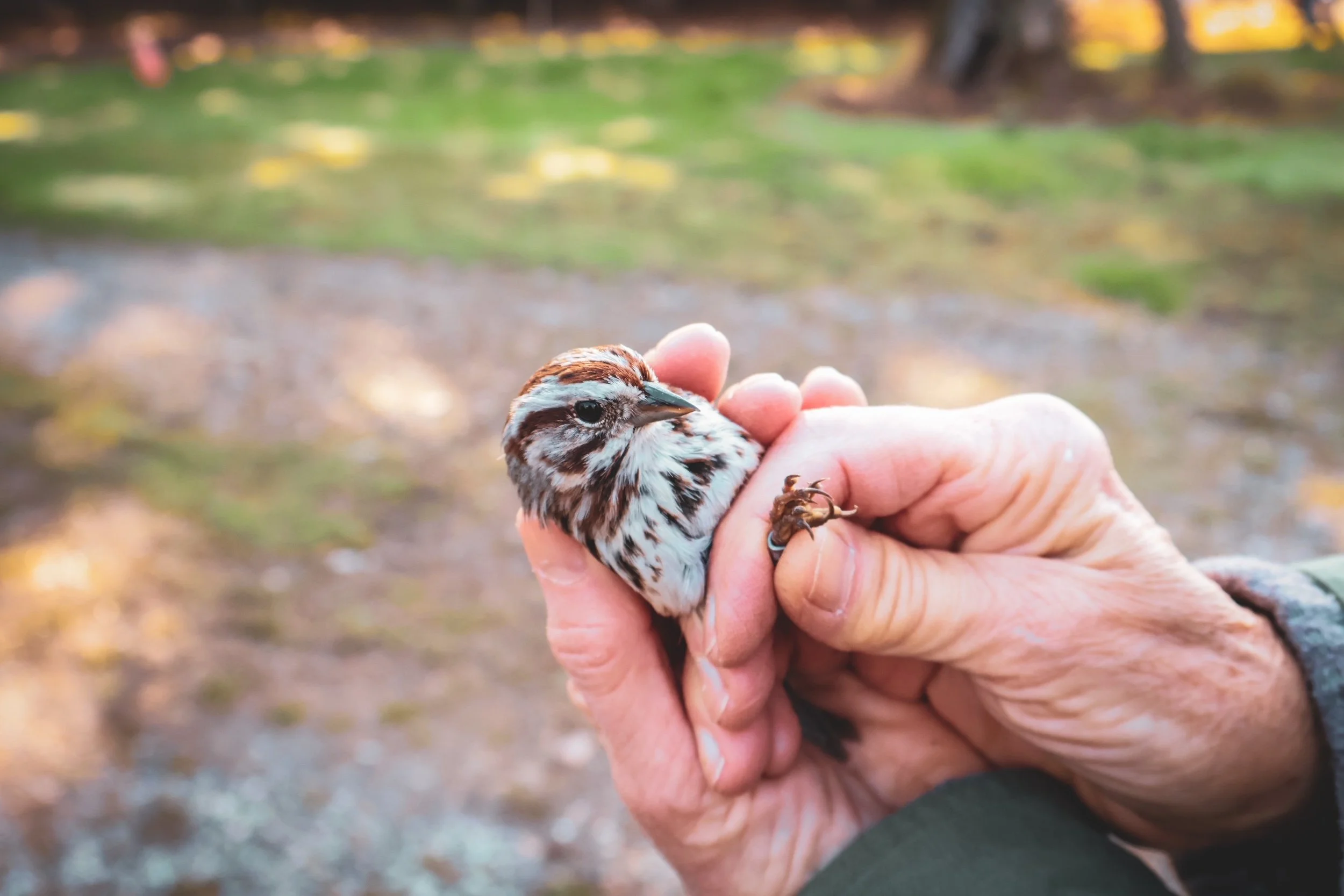 song sparrow banding.JPG