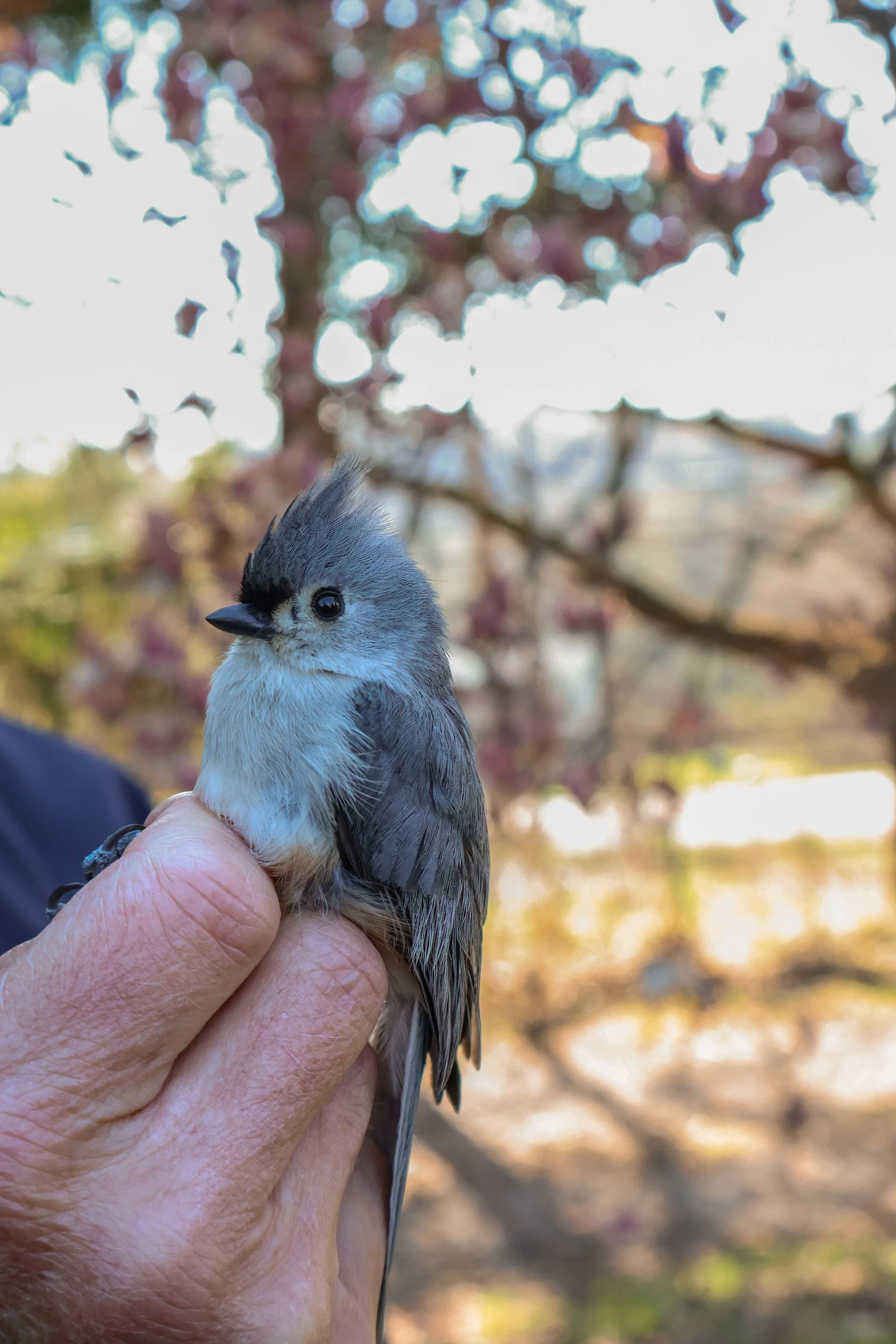 tufted titmouse banded.JPG