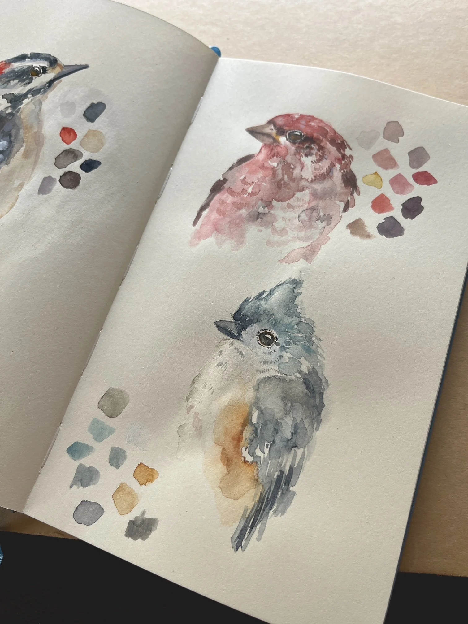 watercolor sketches of birds.JPG
