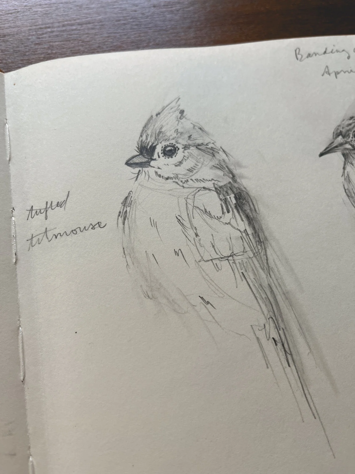 tufted titmouse drawing.JPG