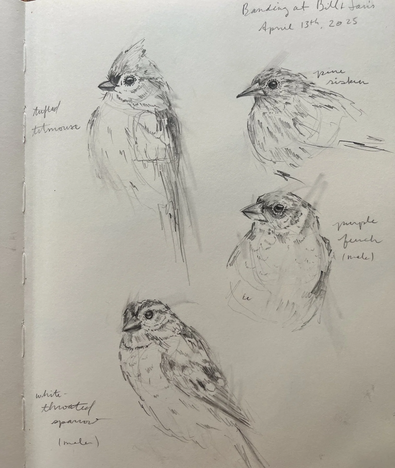 bird sketches.JPG