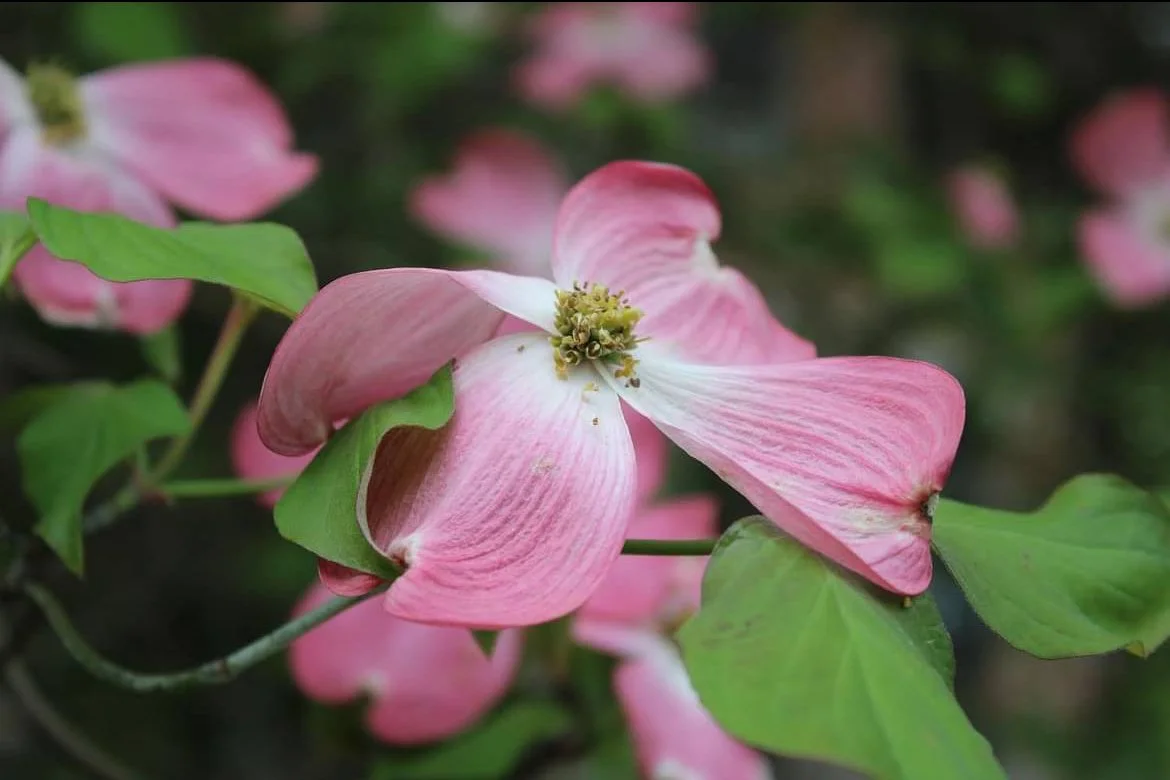 Close-up of a pink and white flower with green leaves in the background.