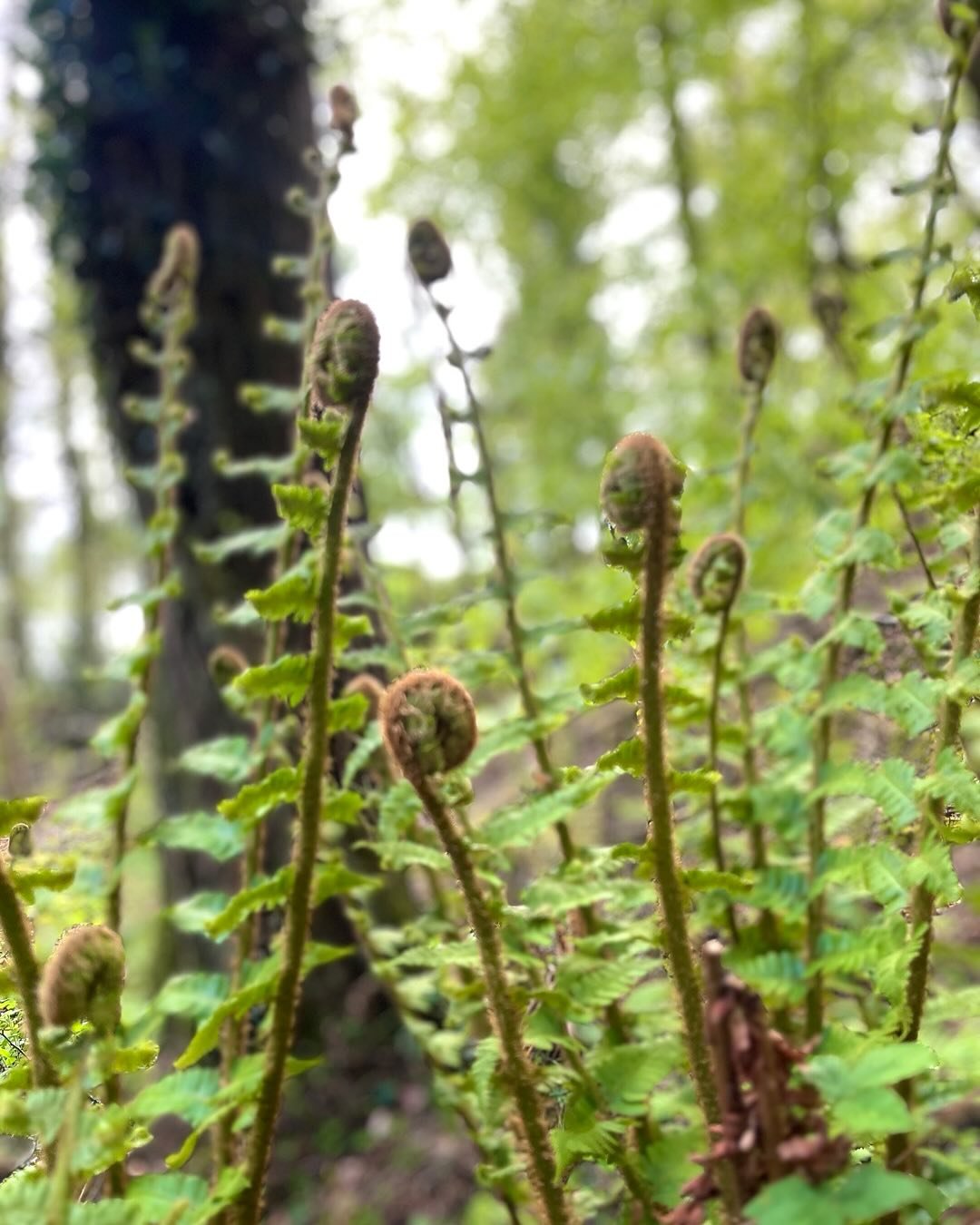 Back to your roots! inspiration in the forest today!