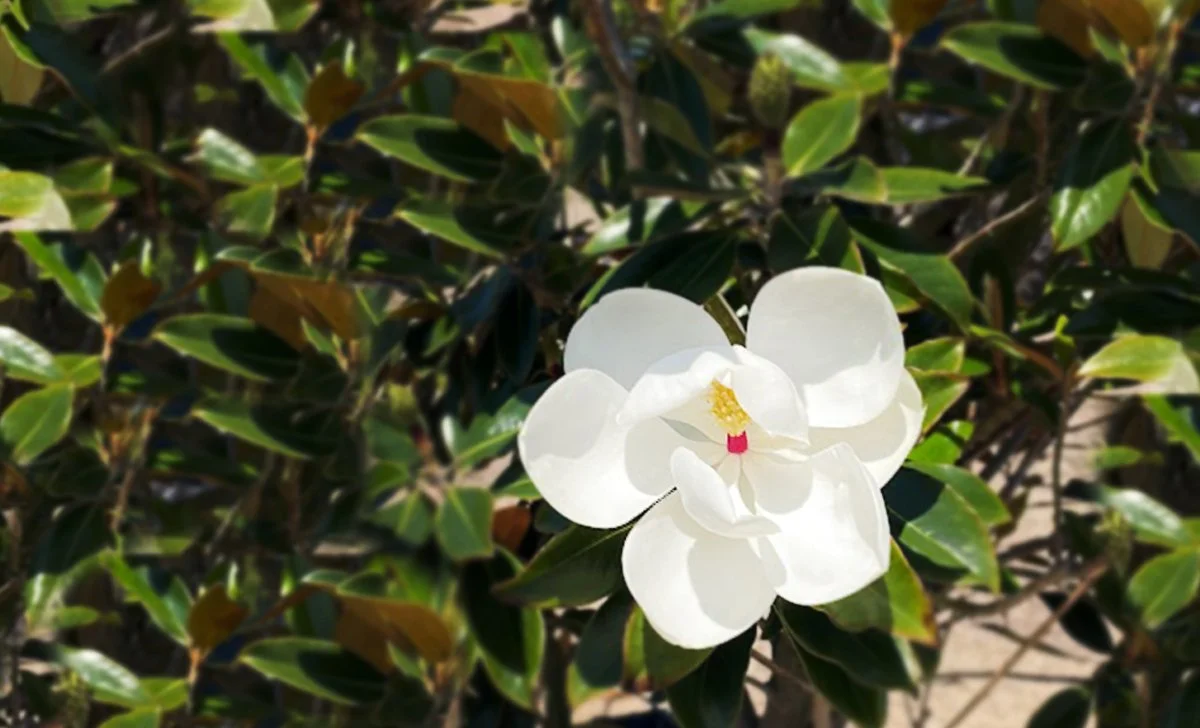 Magnolia: A Timeless Beauty