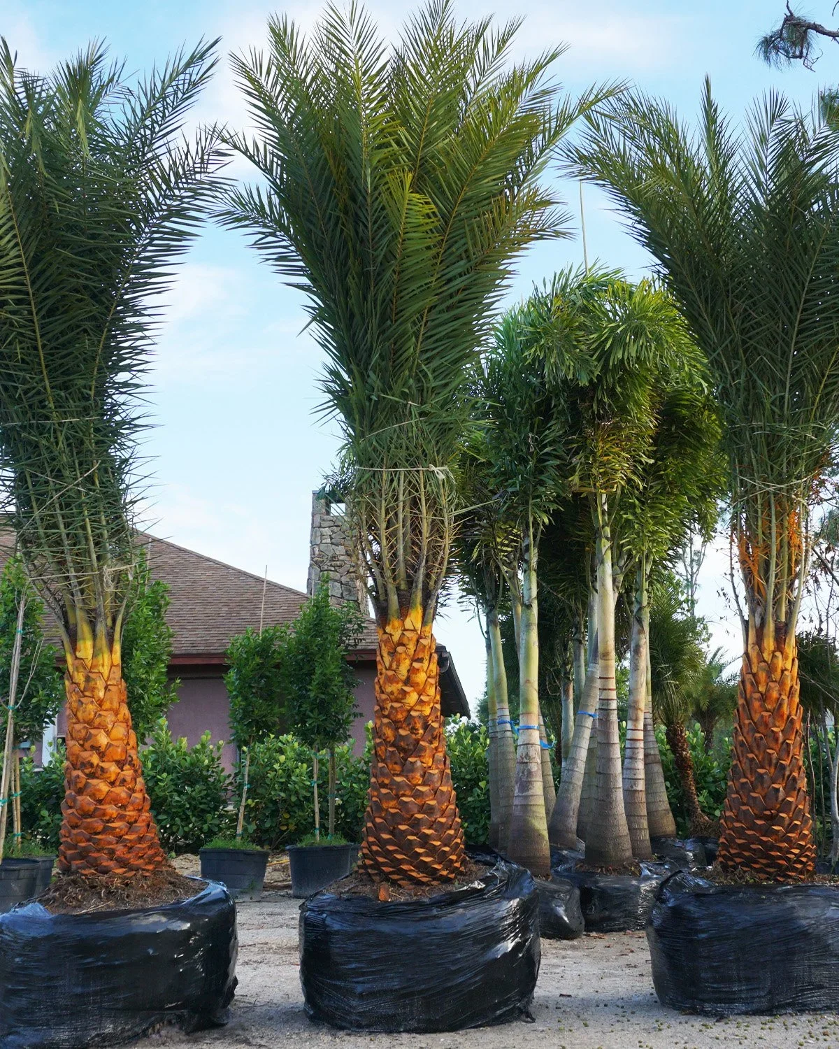 Sylvester Palms: The Luxury Statement Tree for Cape Coral Landscapes
