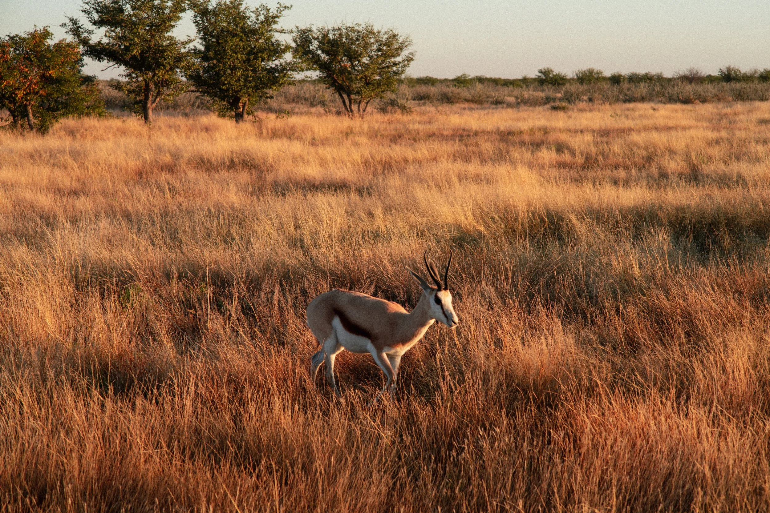 Namibia 2026 - Minolta M-Rokkor 90mm f/4 - Sony A7RIV
