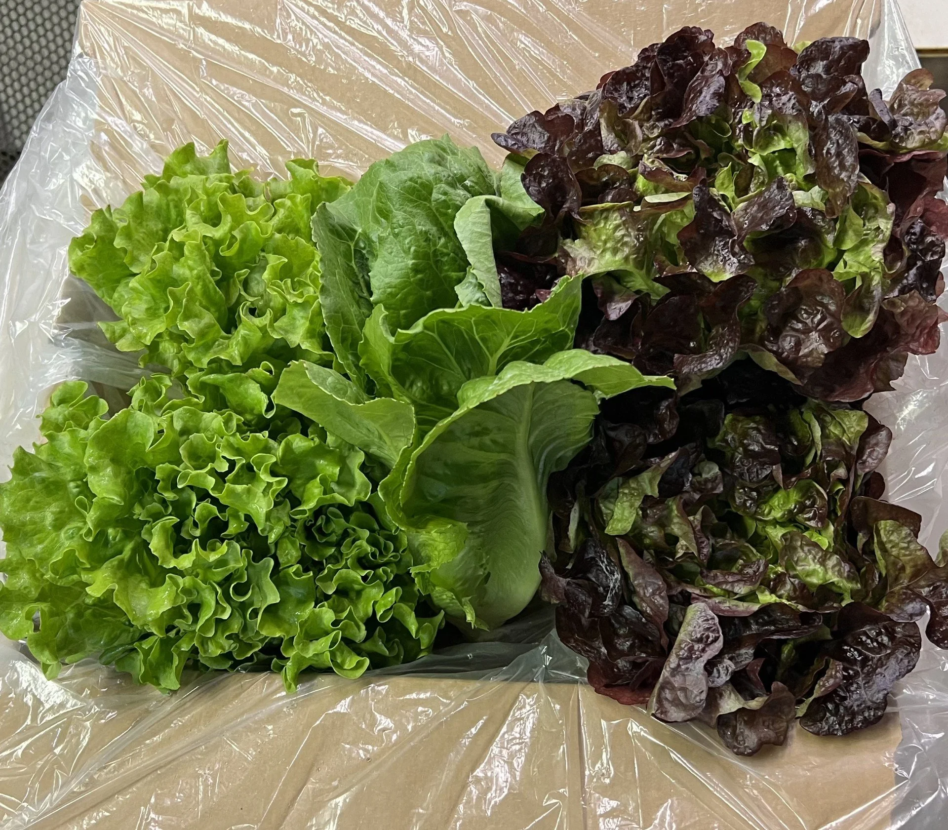 Market Farms | Hydroponically Cultivated Leafy Greens | Salinas, CA