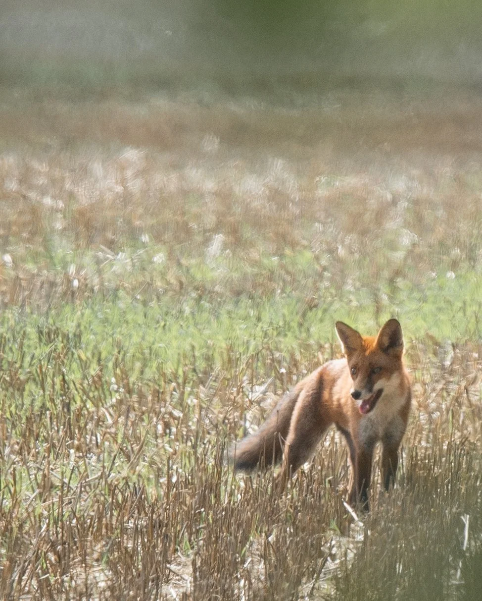 DSC_7936.jpg