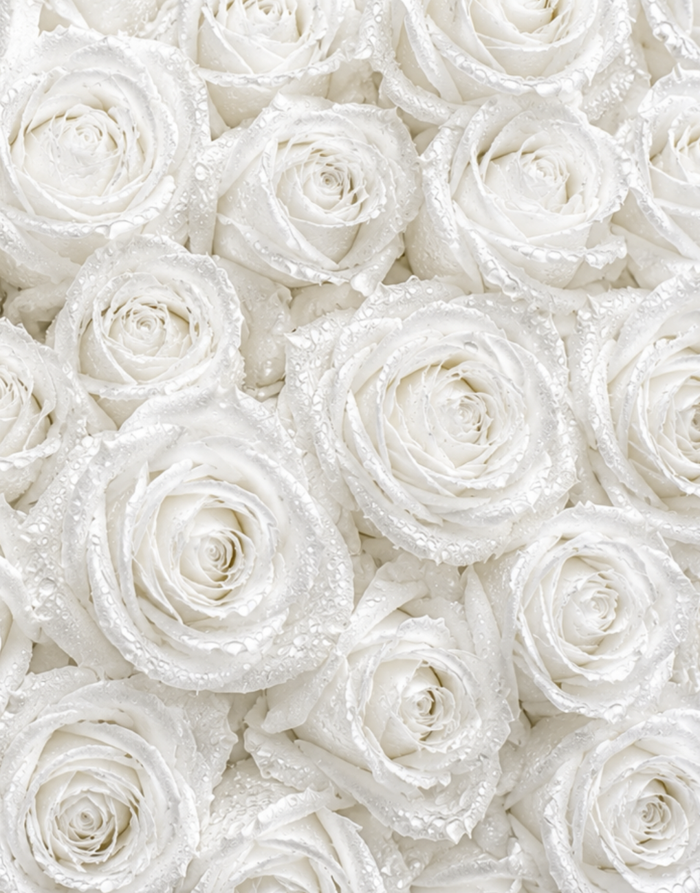 White Roses Sketchbook: for Drawing & Creative Expression