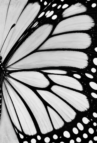 Black and White Butterfly Notebook: for Notes, Journaling, and Writing