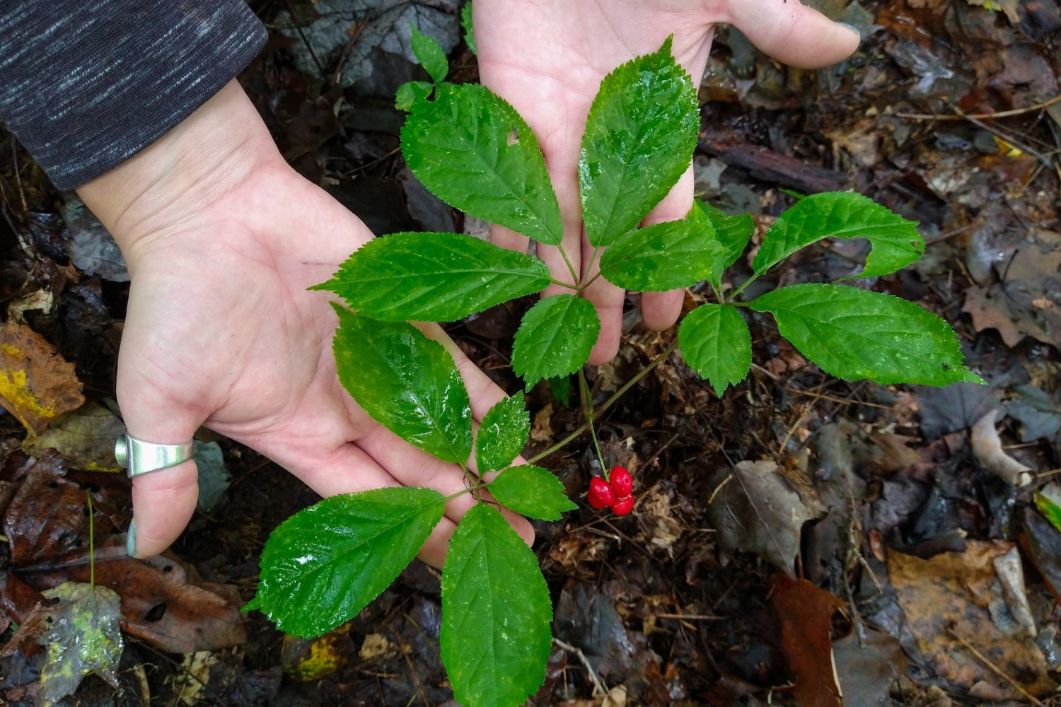 Treasured Roots - Ginseng Cultivation Workshop