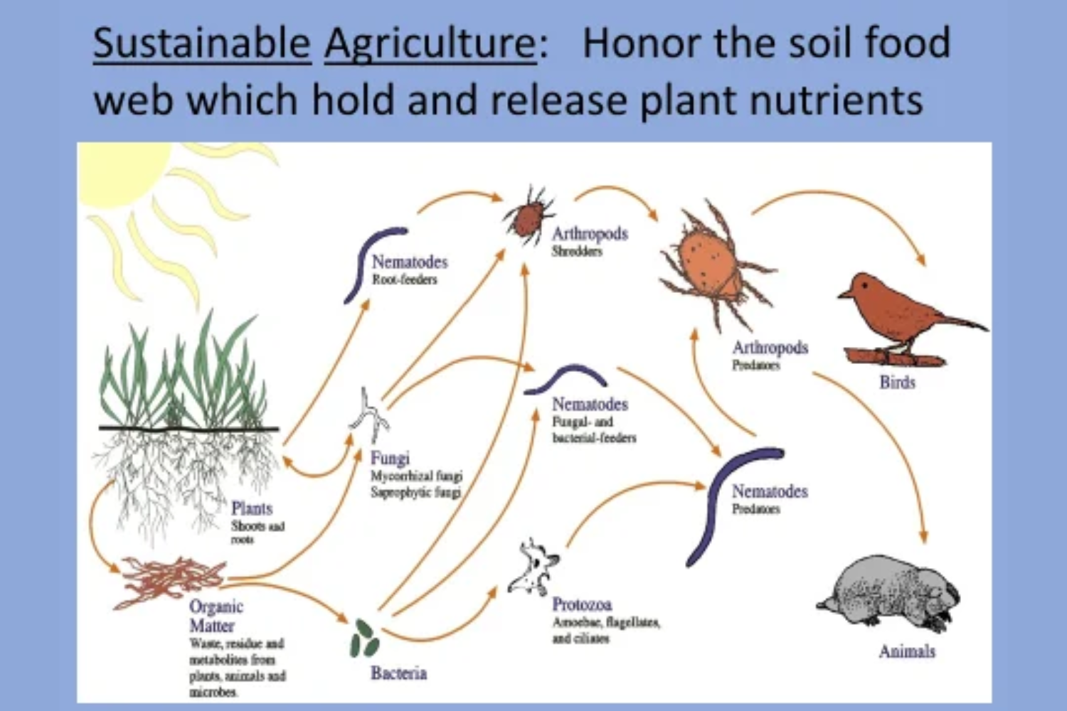 Dirty Lessons: Organic Organization in the Web of Life