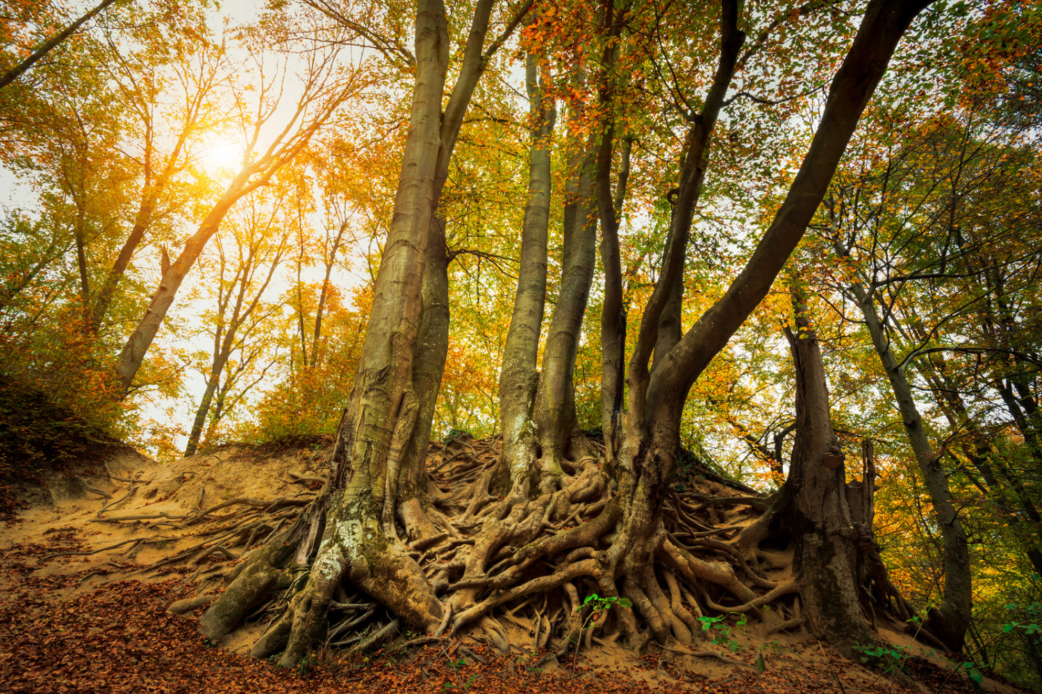 Rooted in Resources