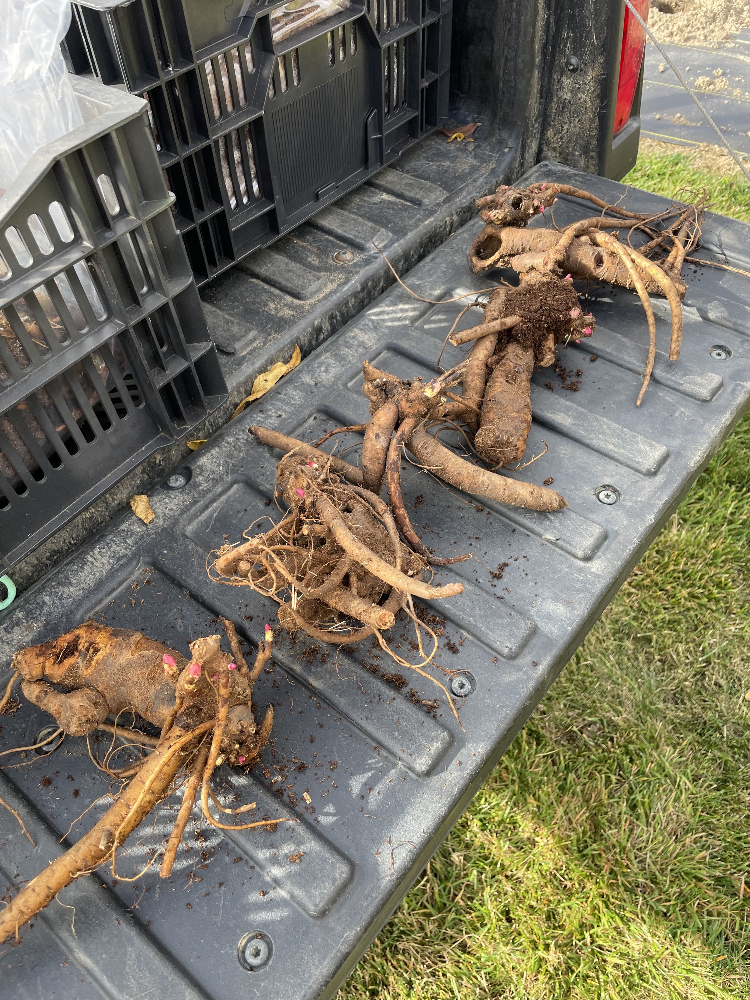 peony roots.jpg
