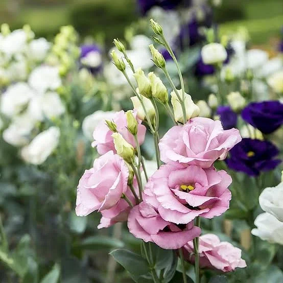 lisianthus 1 blue gables farm.jpeg