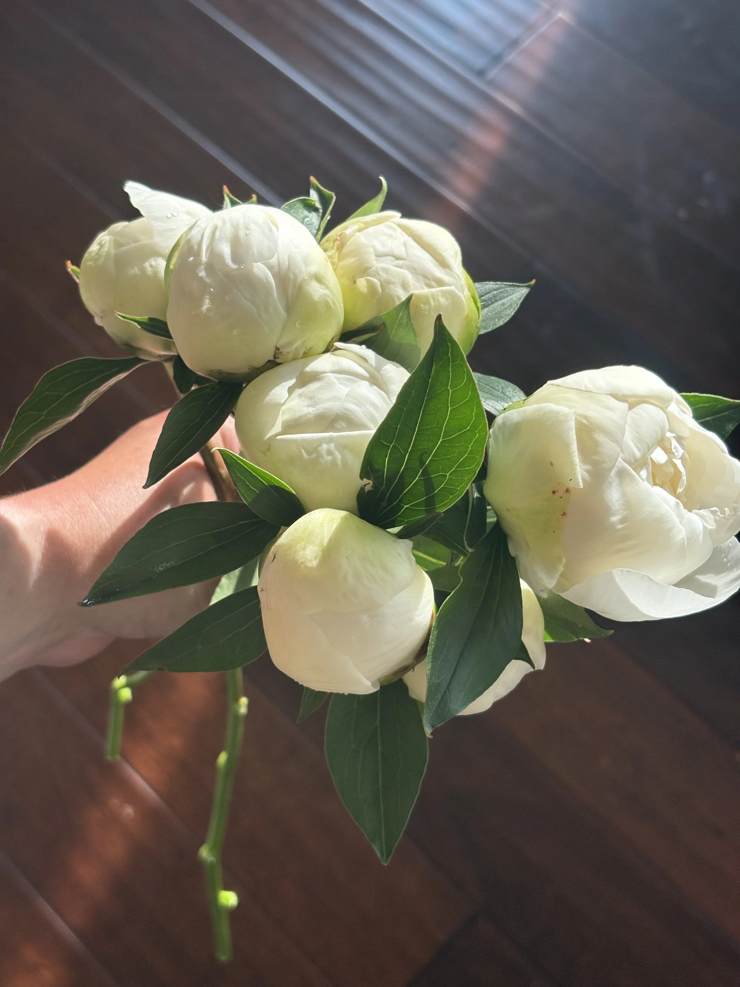 peony 3.jpeg