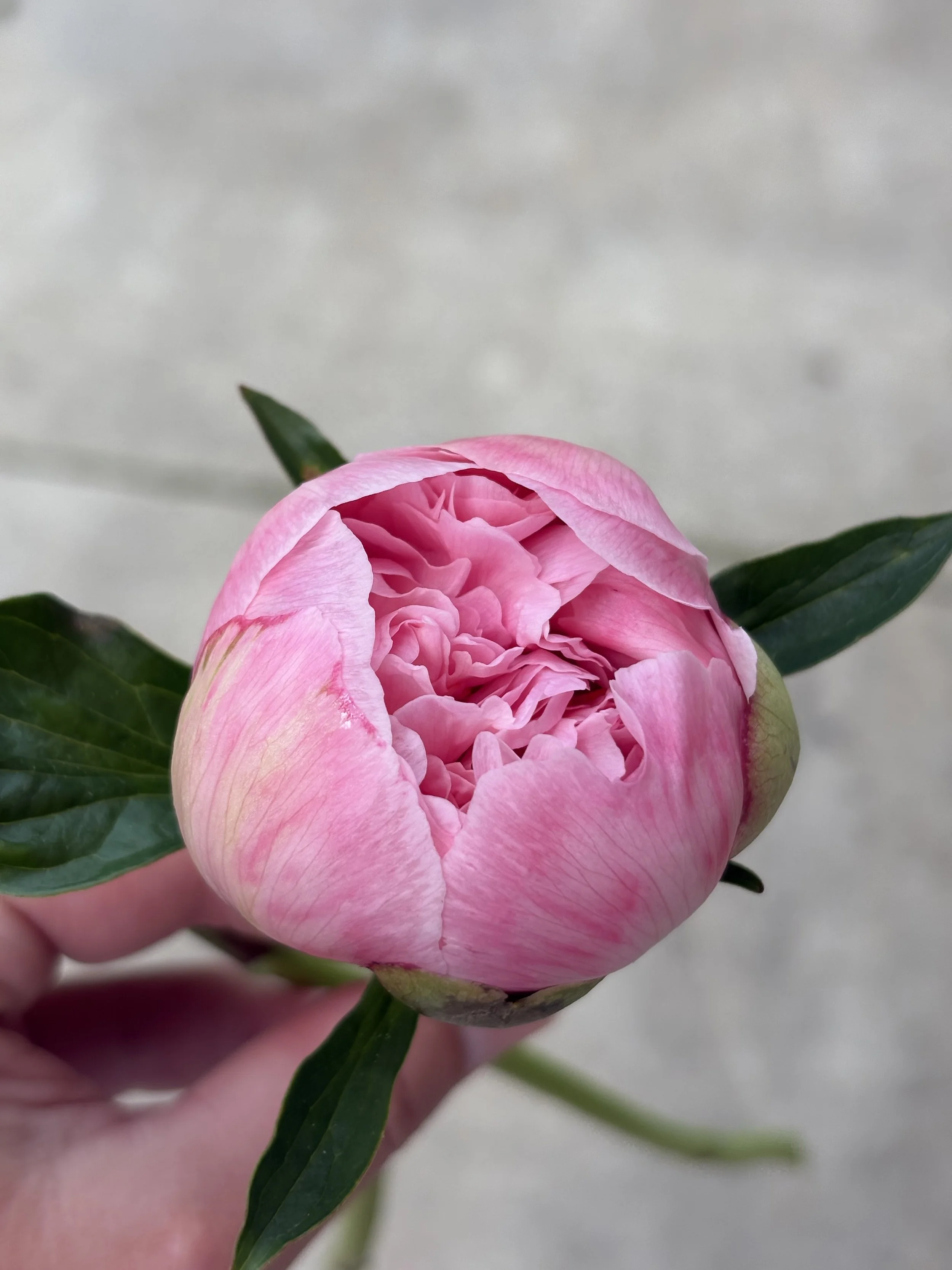 peony 4.jpeg