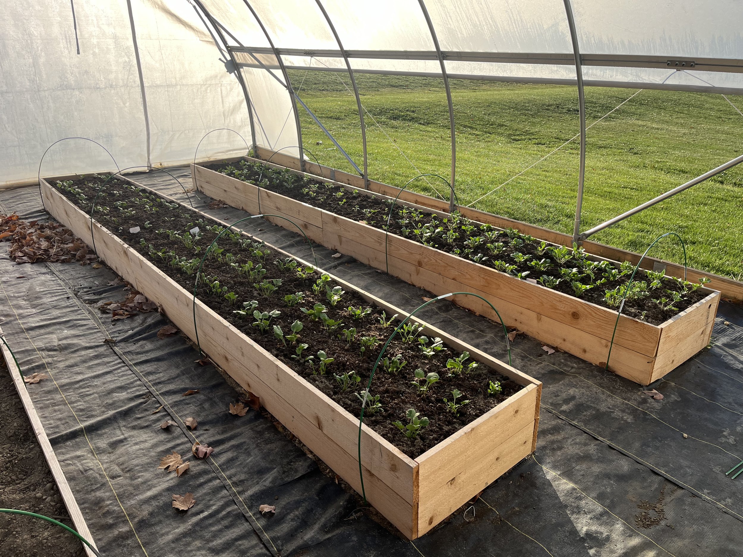 raisedbeds.jpg