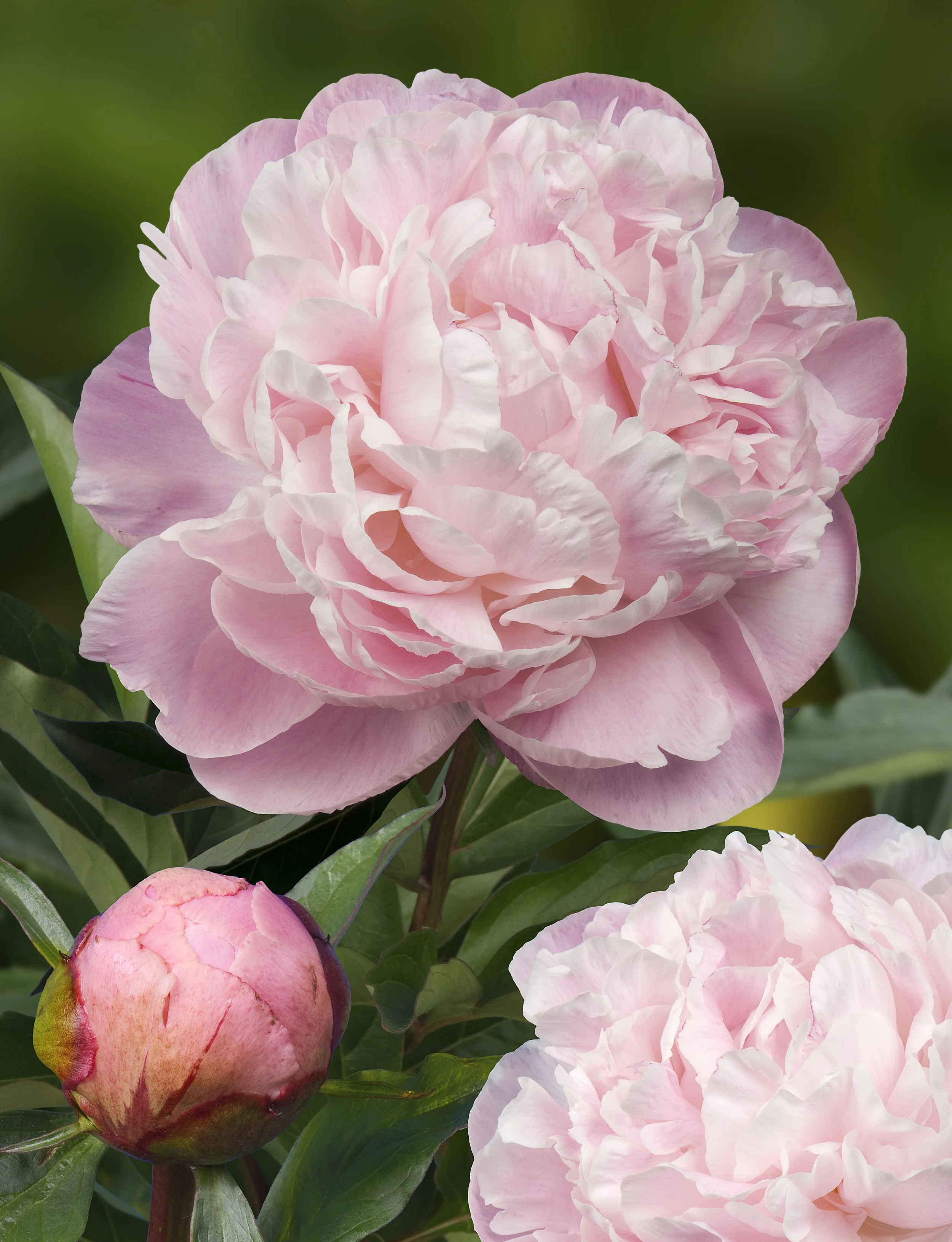 Peony Nick Shaylor_Bloom.jpg