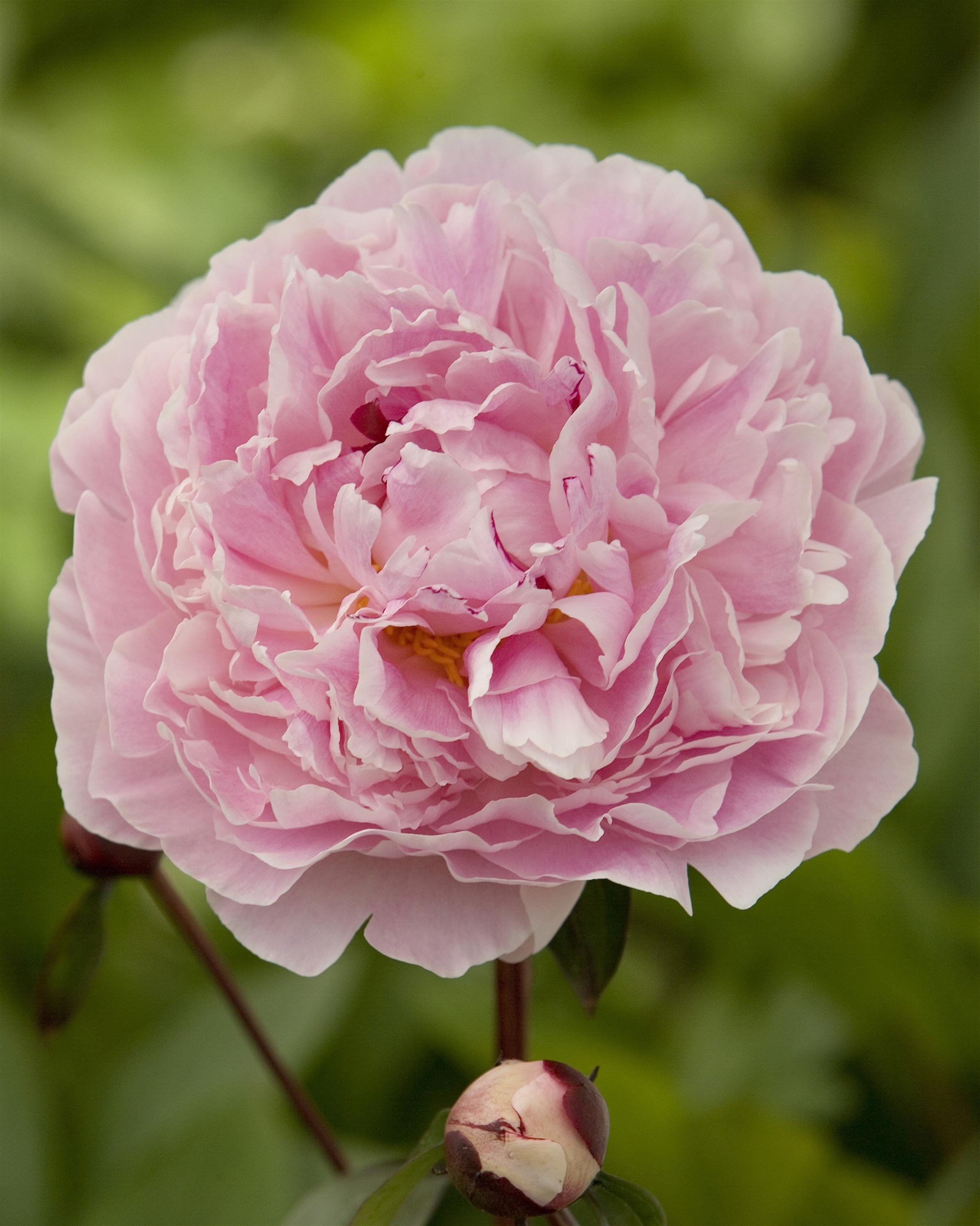 PEONY LACTIFLORA SARAH BERNHARDT_Bloom_Bloom.jpg