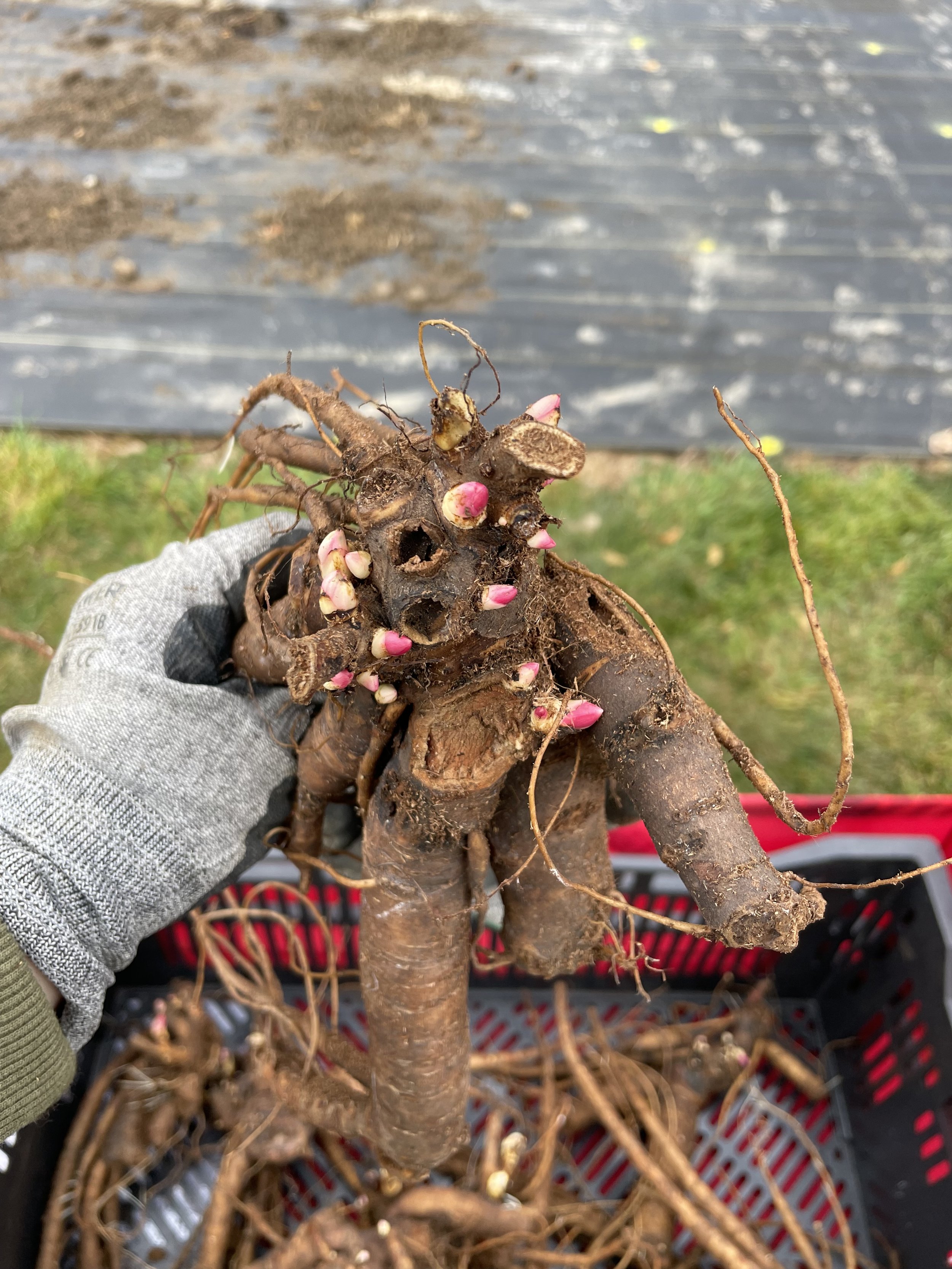 peony root.jpg