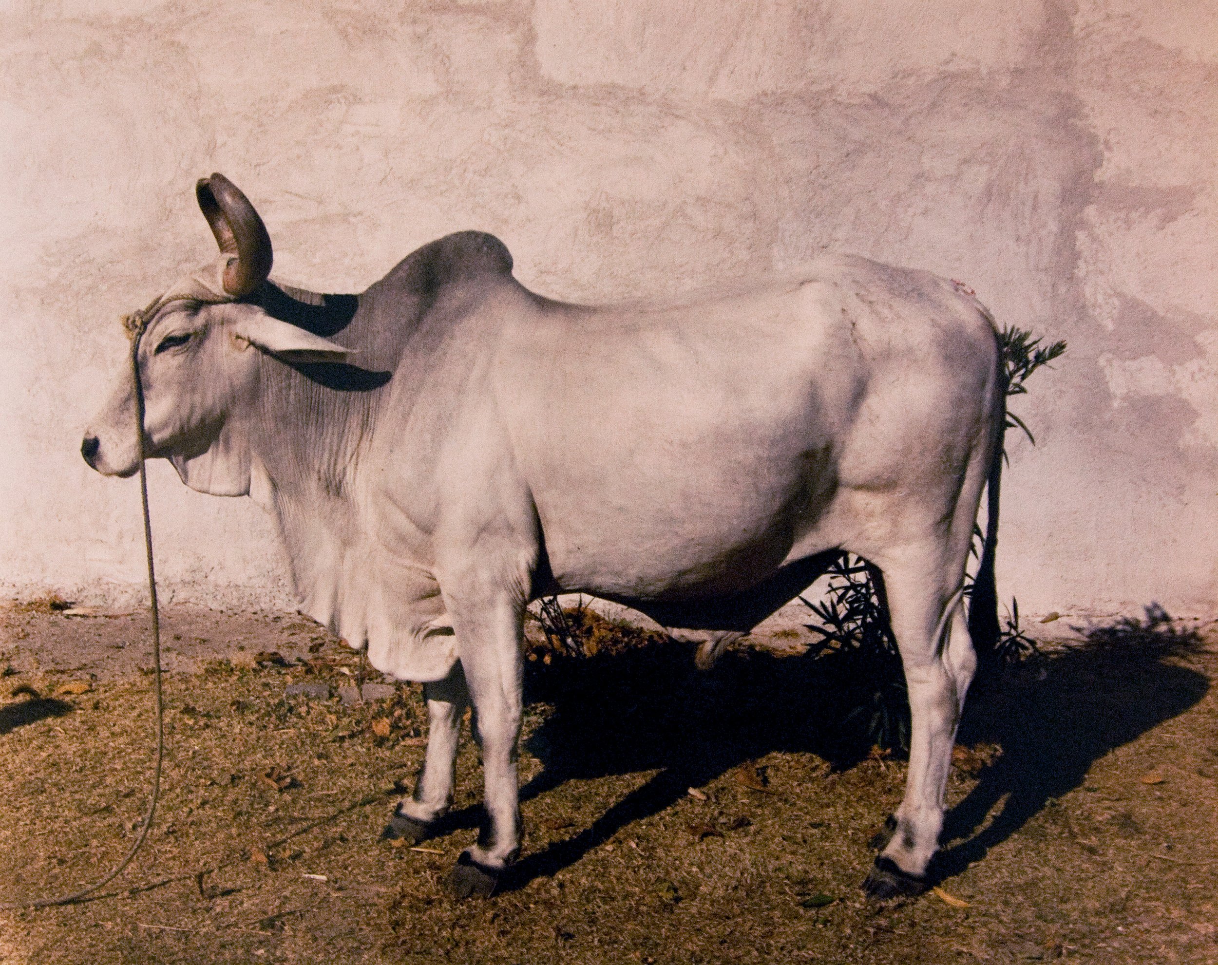 Salvo_Bull_300.jpg