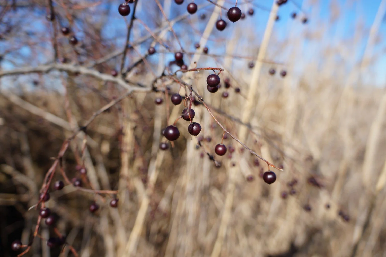 Hackberry — Land Steward
