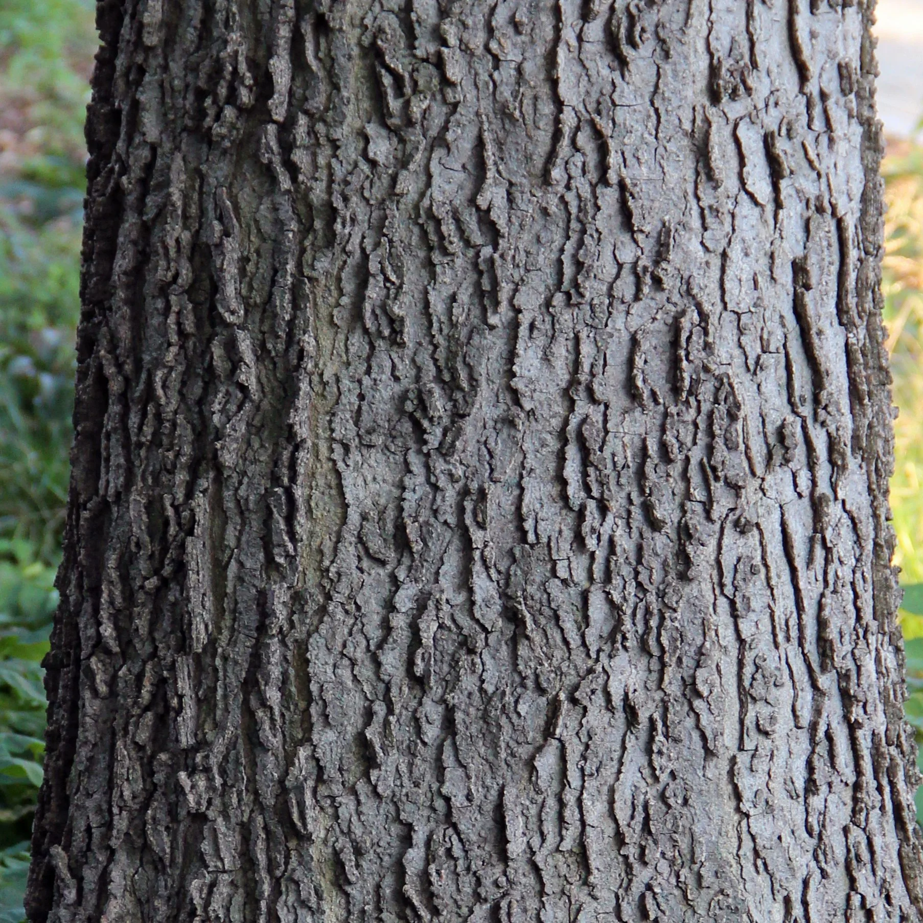 Hackberry Width Hackberry — Land Steward