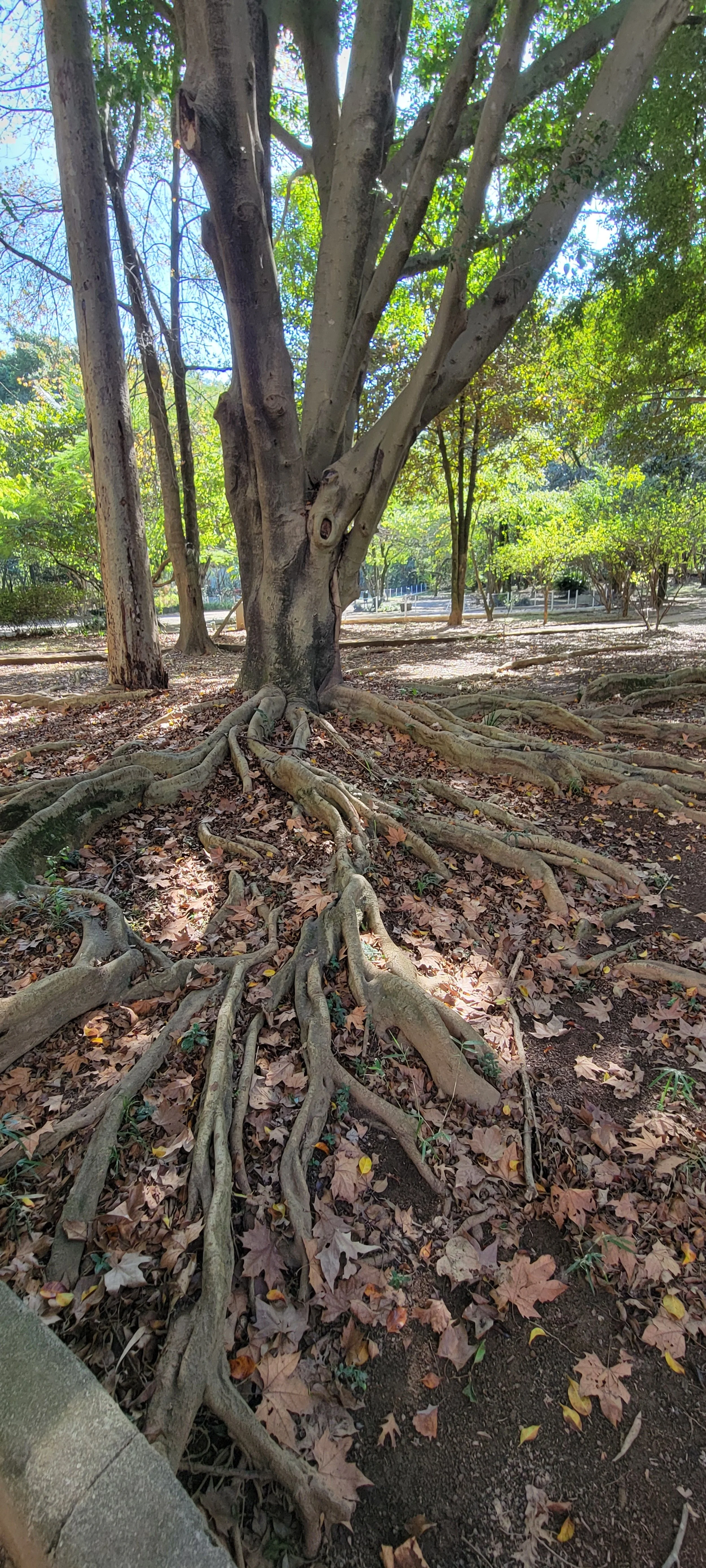 Defining your leadership roots …