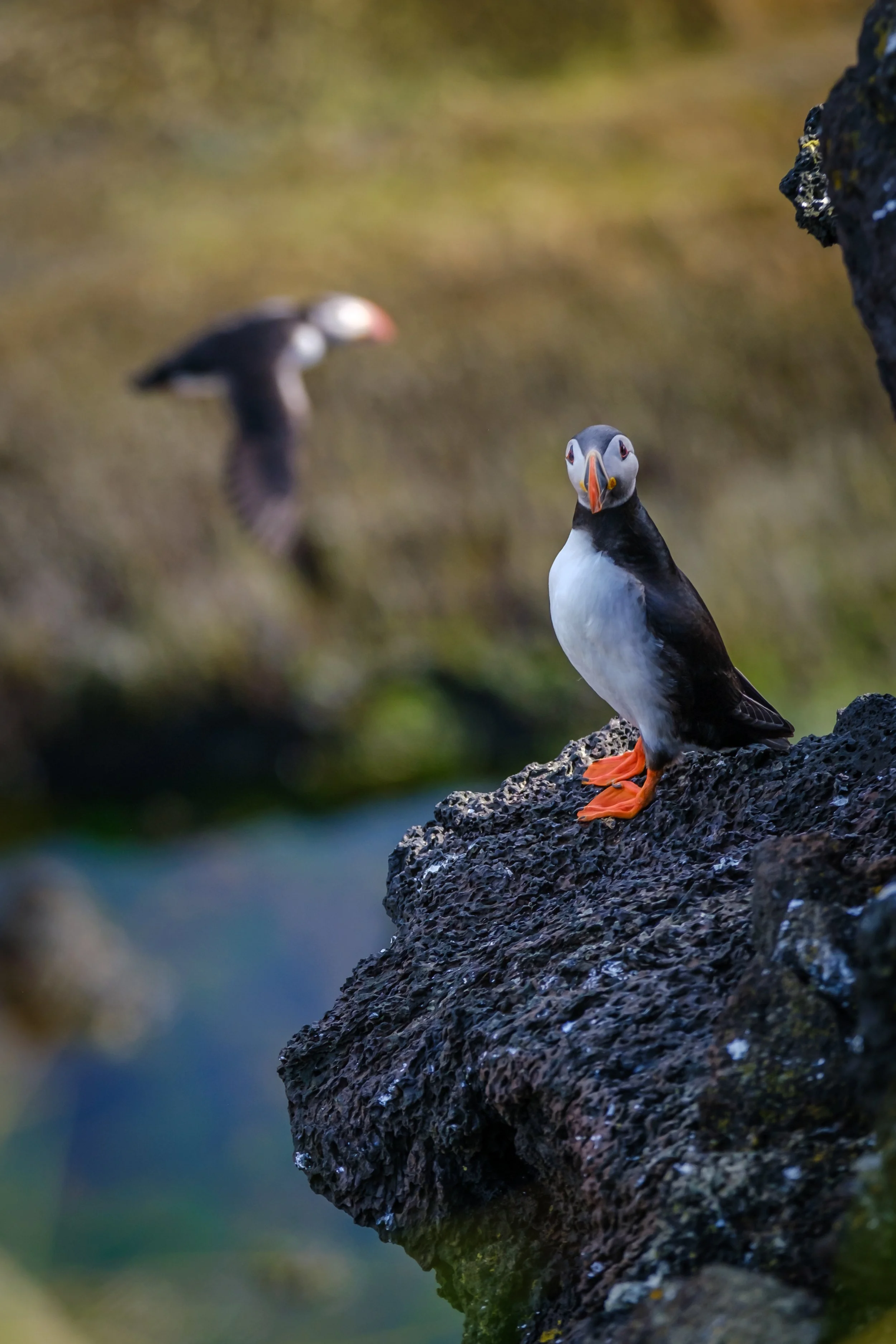elliðaey022024.JPG