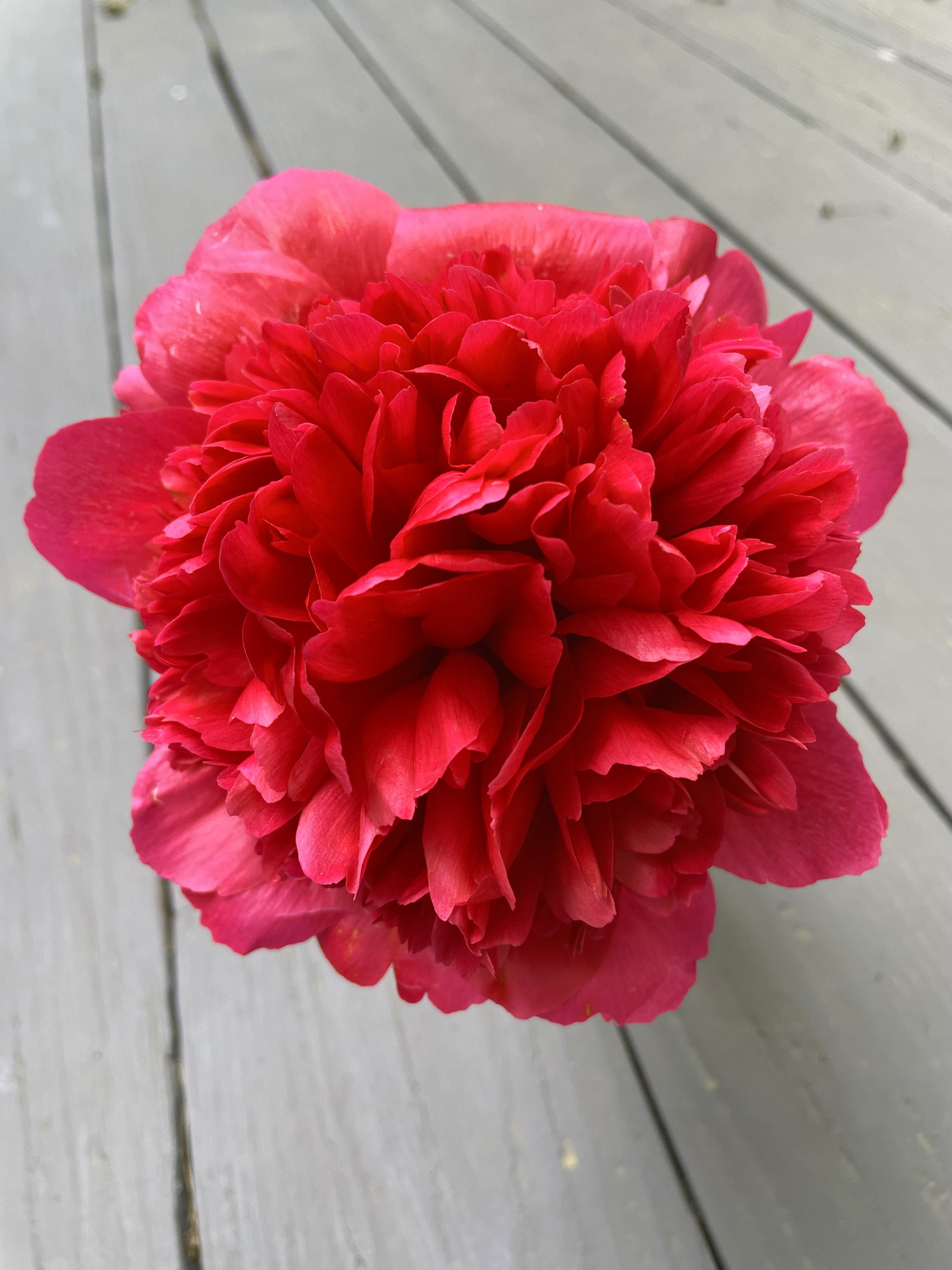 Many Happy Returns.jpeg