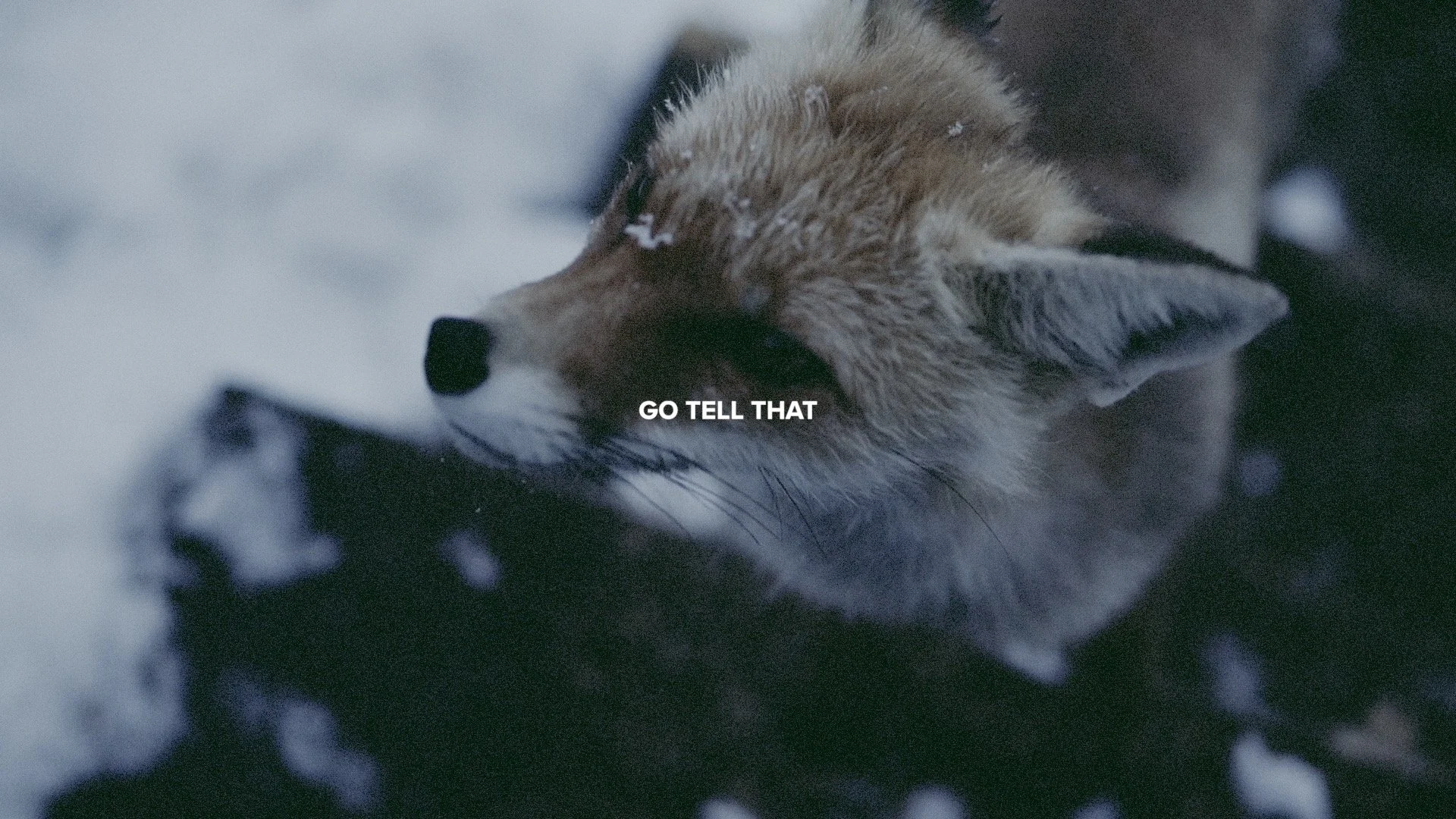 This Is History | Prophet.jpg