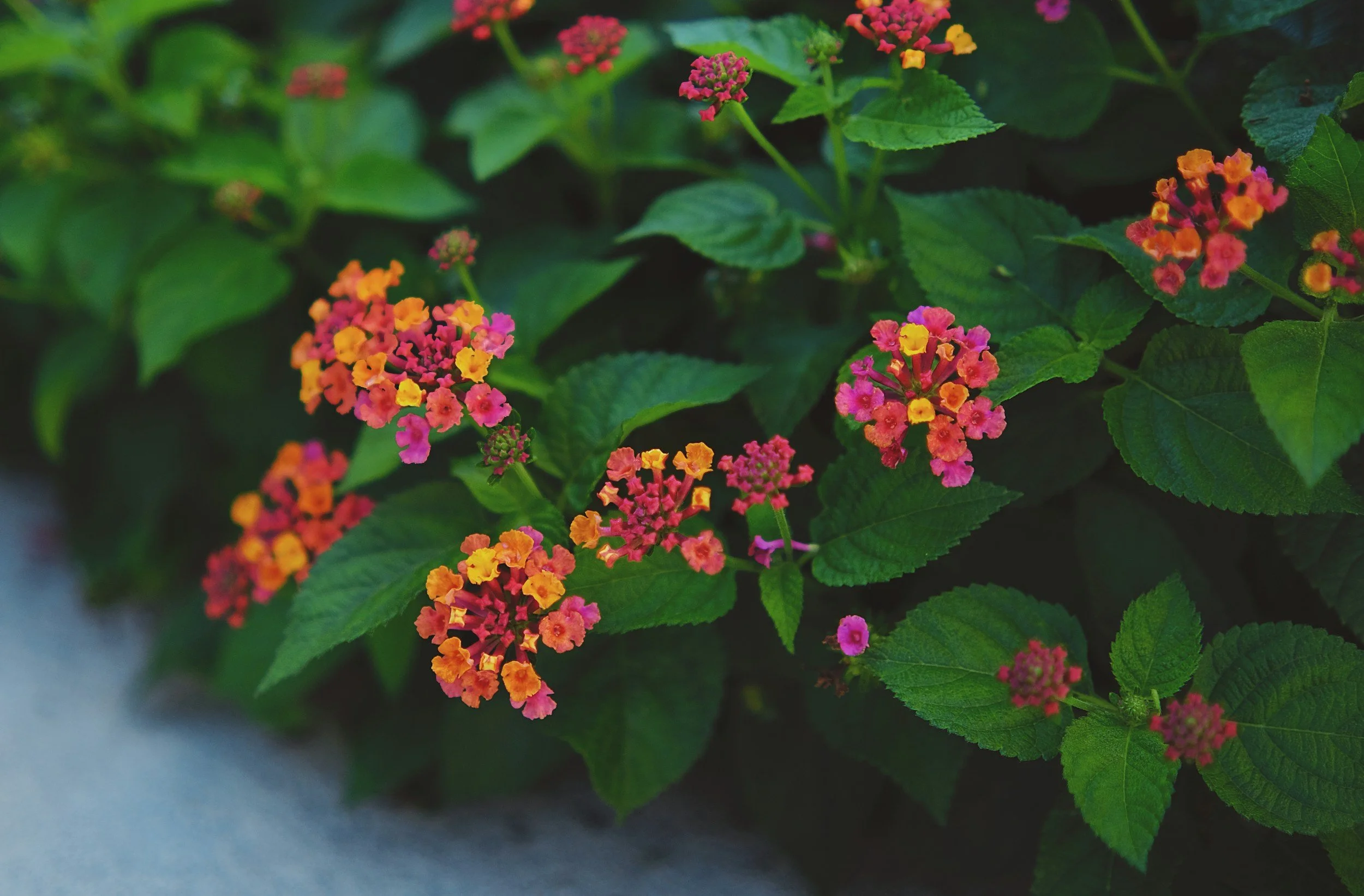 unsplash-image-x3AZeAKrjXU.jpg
