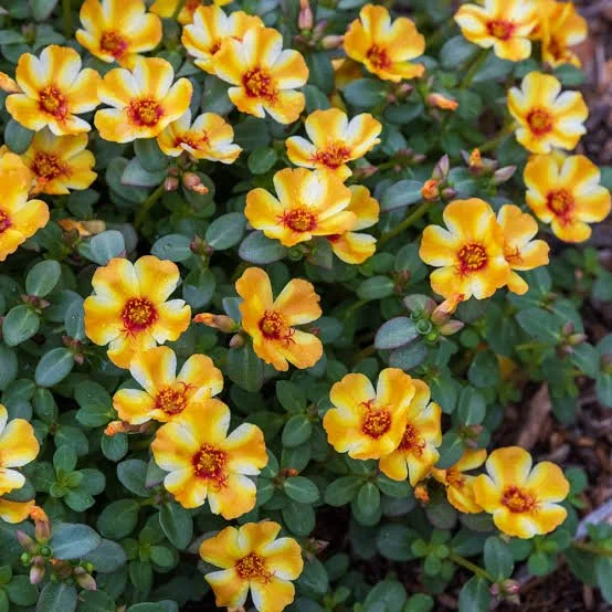 portulaca 3.jpg
