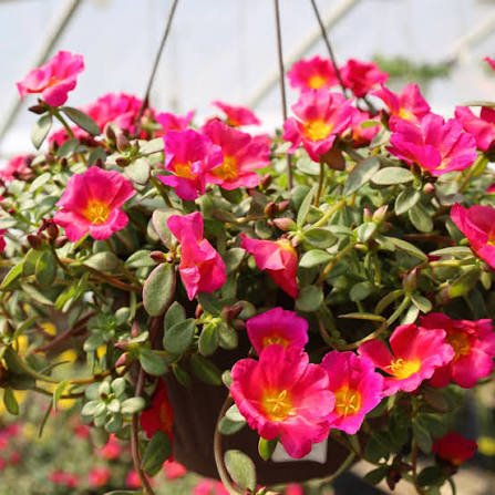 portulaca.jpg